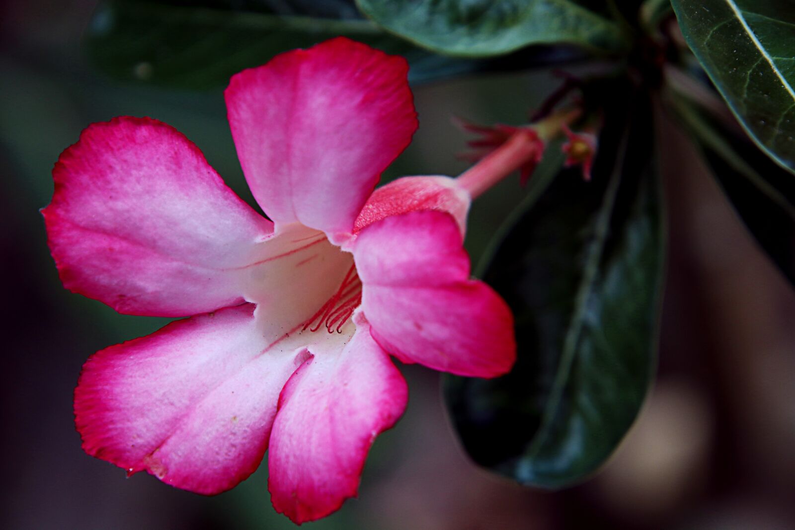 Canon EOS 80D sample photo. Flower, porcelain flowers, beautiful photography