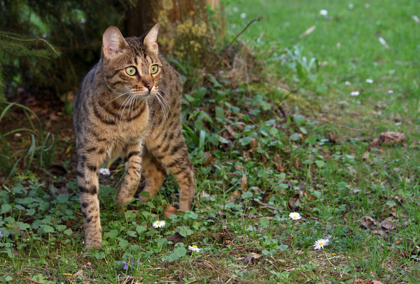 Canon EOS 500D (EOS Rebel T1i / EOS Kiss X3) sample photo. Cat, bengal, wild photography