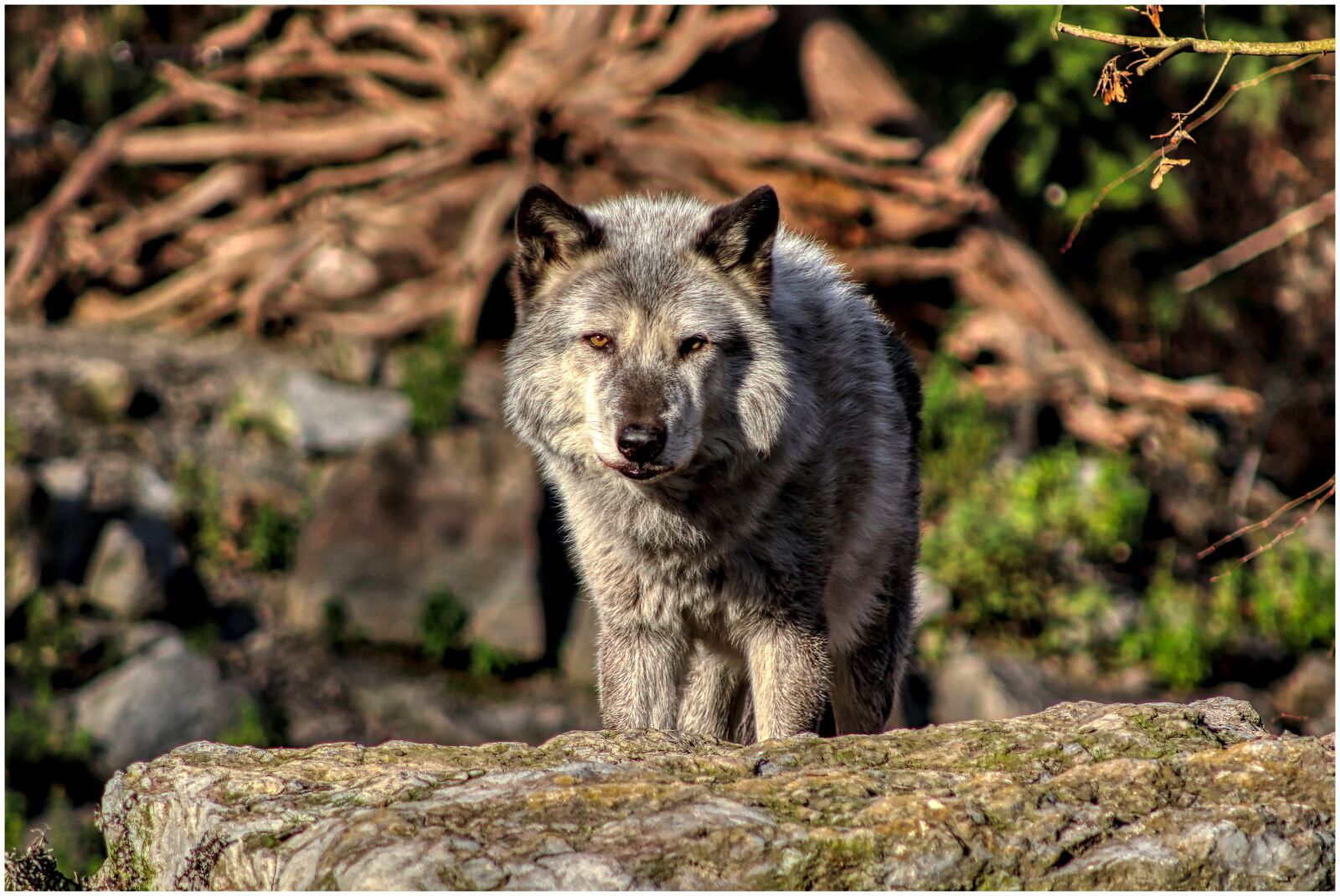 Canon EF75-300mm f/4-5.6 sample photo. Timberwolf, wolf, predator photography