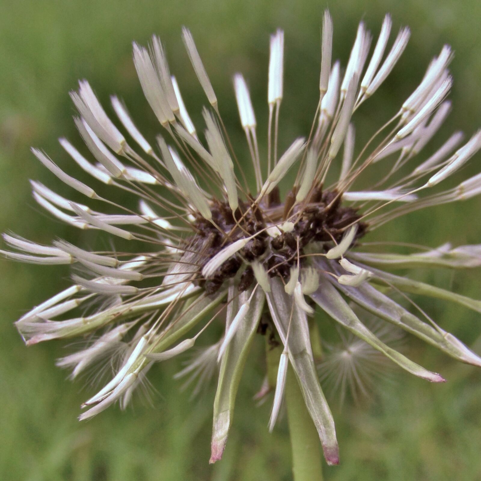 Canon POWERSHOT SX432 IS sample photo. Dandelion, wet, close up photography