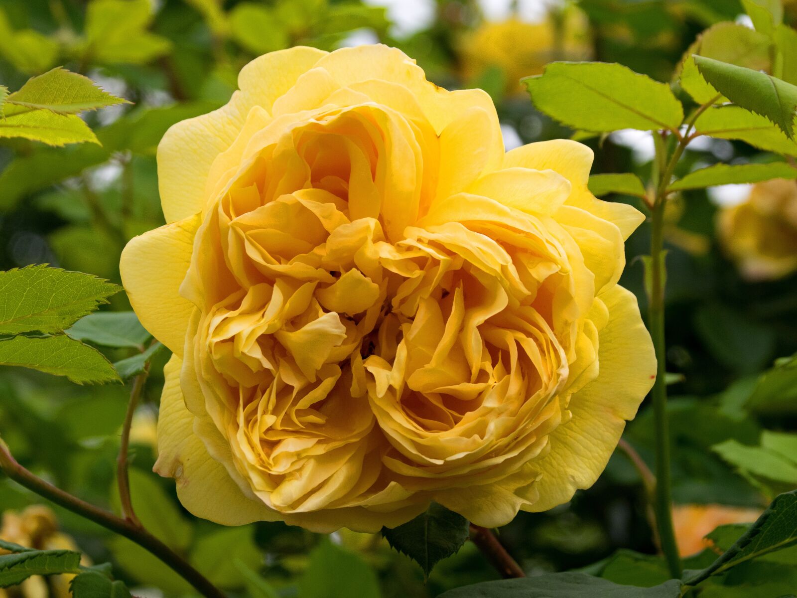 Nikon D5300 sample photo. Rose, nostalgia, luck chain photography