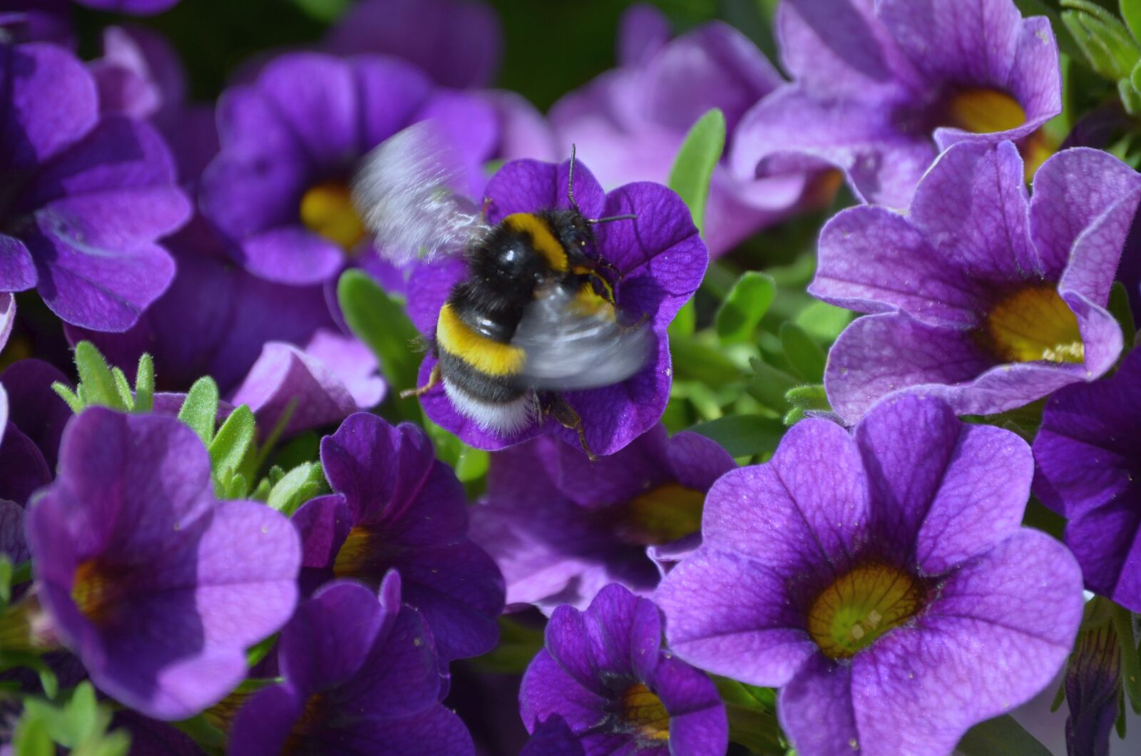 Nikon D5100 sample photo. Nature, hummel, flowers photography