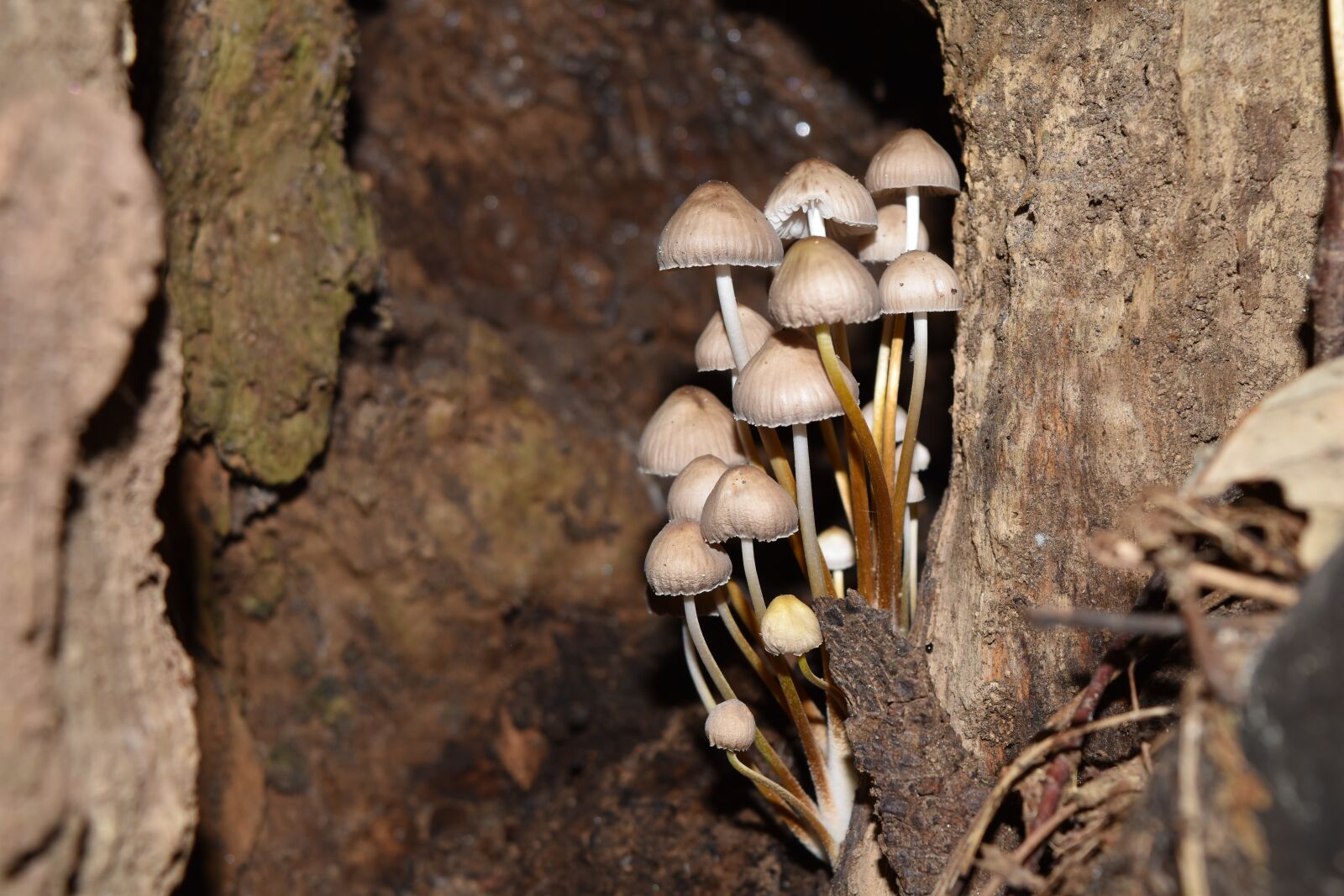 Nikon D5500 sample photo. Conocybe rickenii, mushrooms, vittorio photography