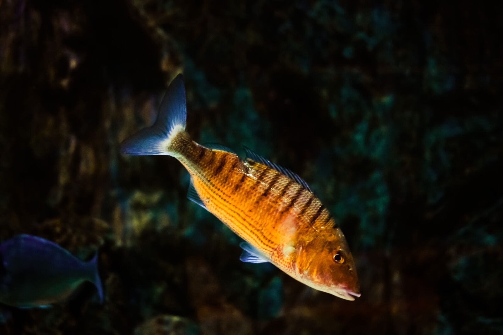 Nikon D3300 sample photo. Fish, animal, mediterranean photography
