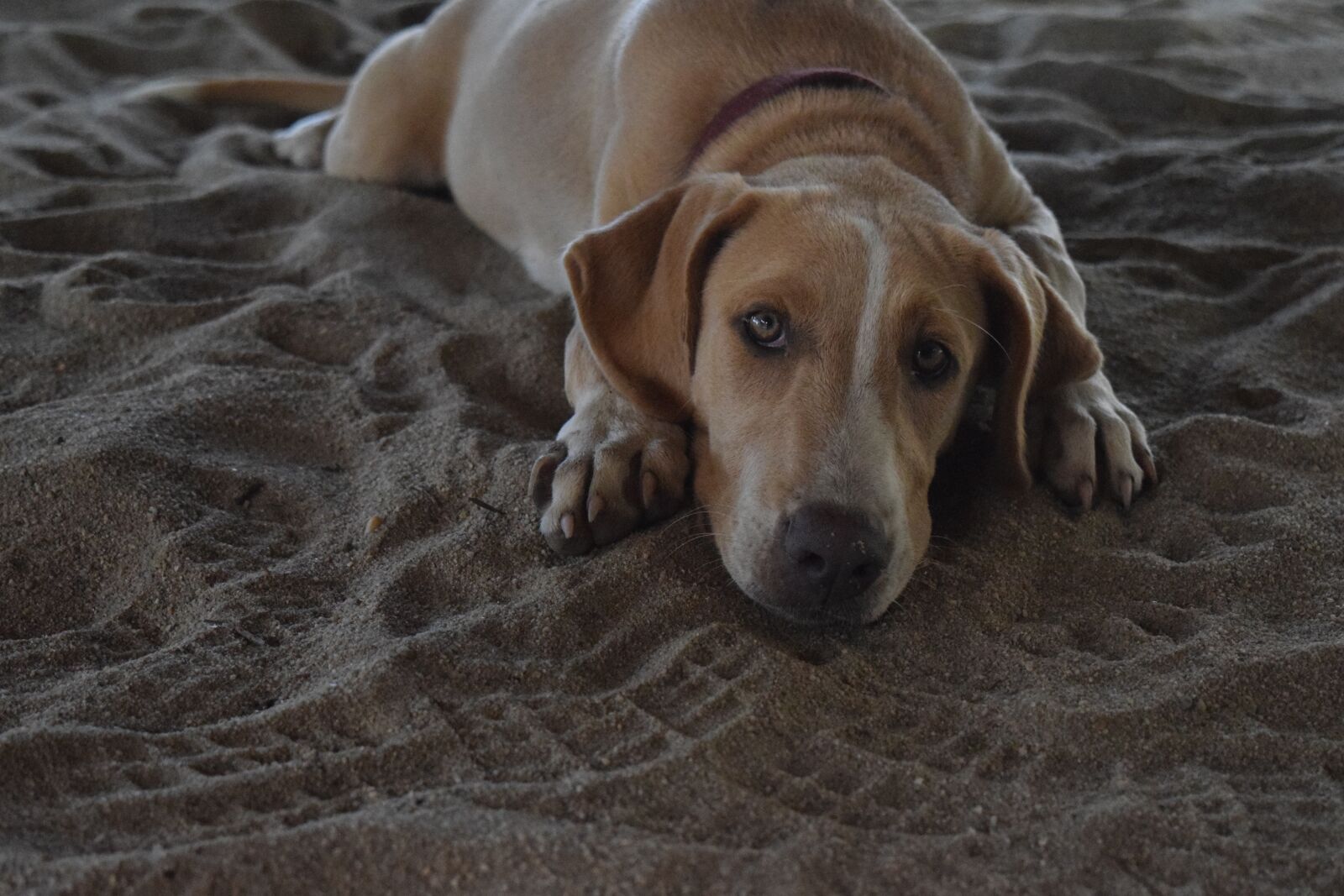 Nikon D3300 sample photo. Dog, puppy, cute photography