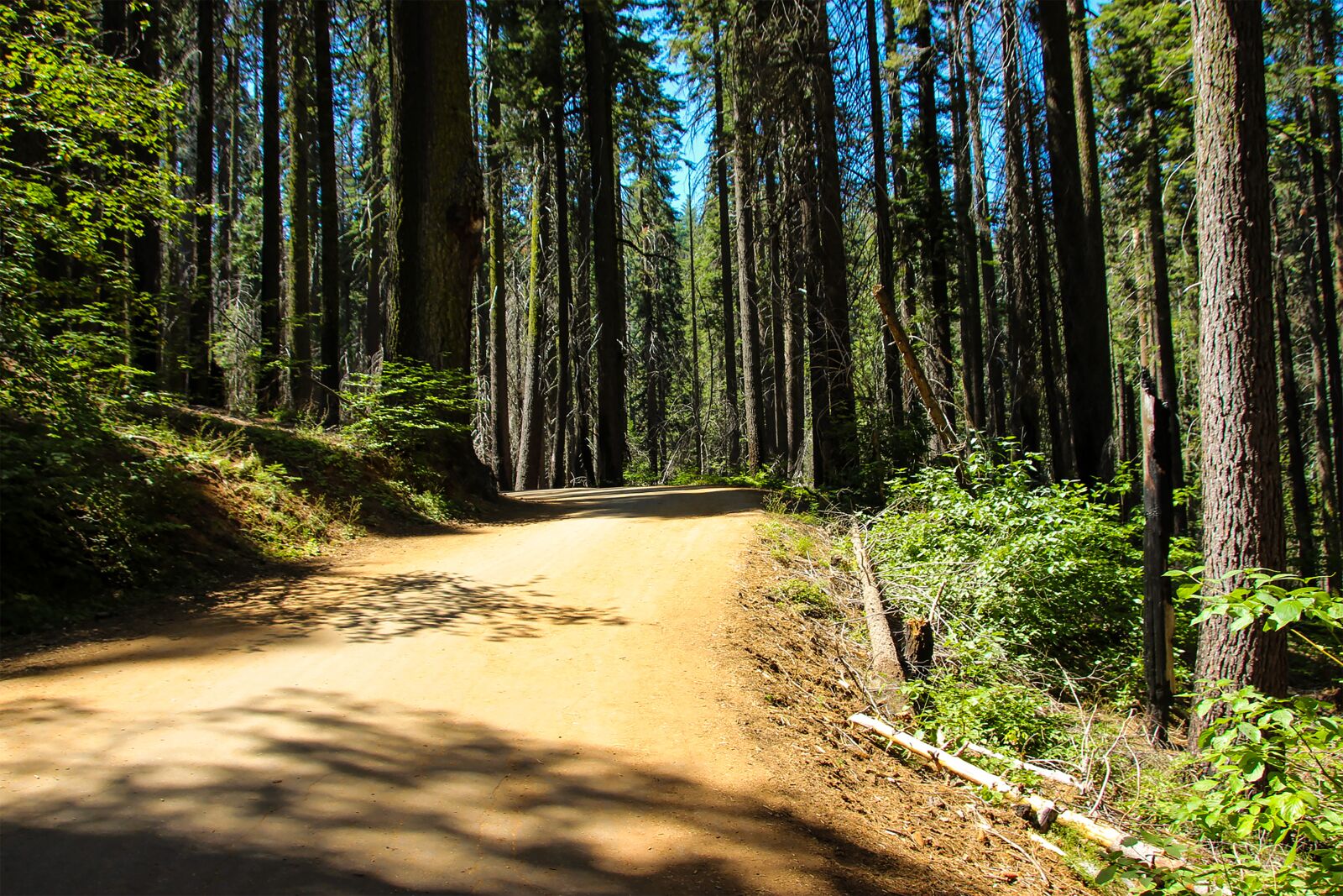 Canon EOS 600D (Rebel EOS T3i / EOS Kiss X5) sample photo. Tuolumne grove, trees, california photography