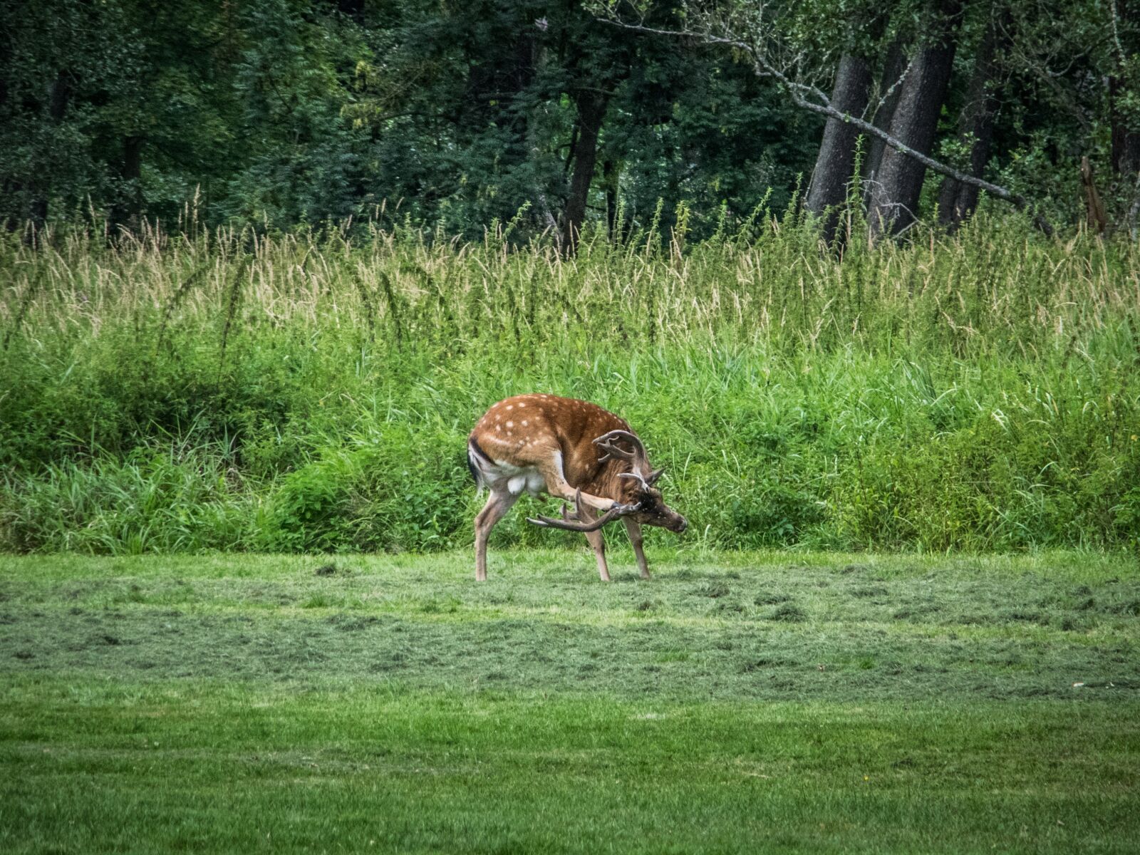 Nikon D5300 sample photo. Fallow deer, nature, animal photography