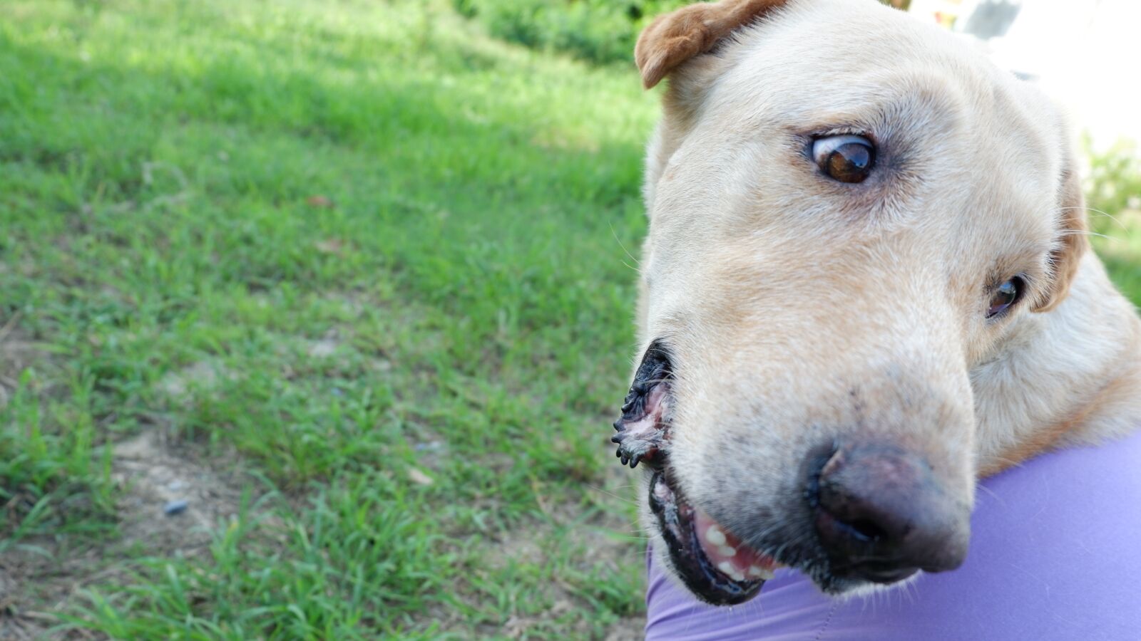 Fujifilm X-A3 + Fujifilm XC 16-50mm F3.5-5.6 OIS II sample photo. Dog, pets, animals photography