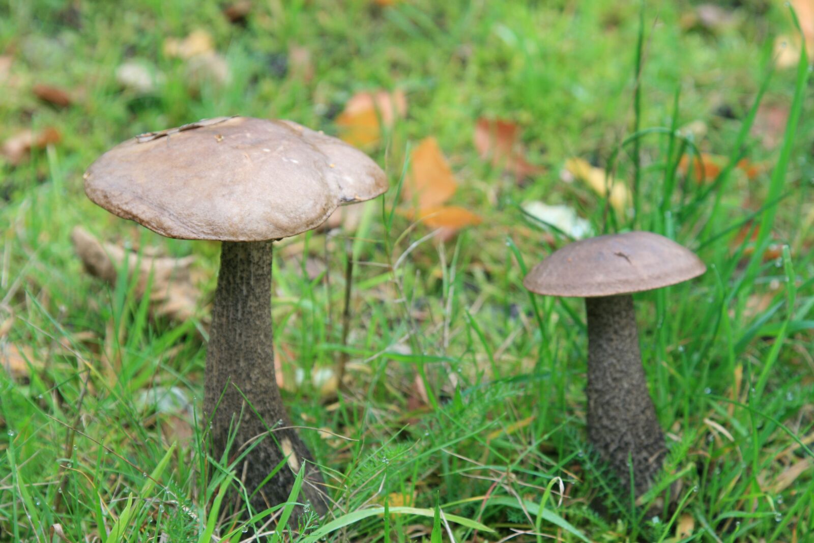 Canon EOS 400D (EOS Digital Rebel XTi / EOS Kiss Digital X) sample photo. Mushrooms, brown, brown mushroom photography