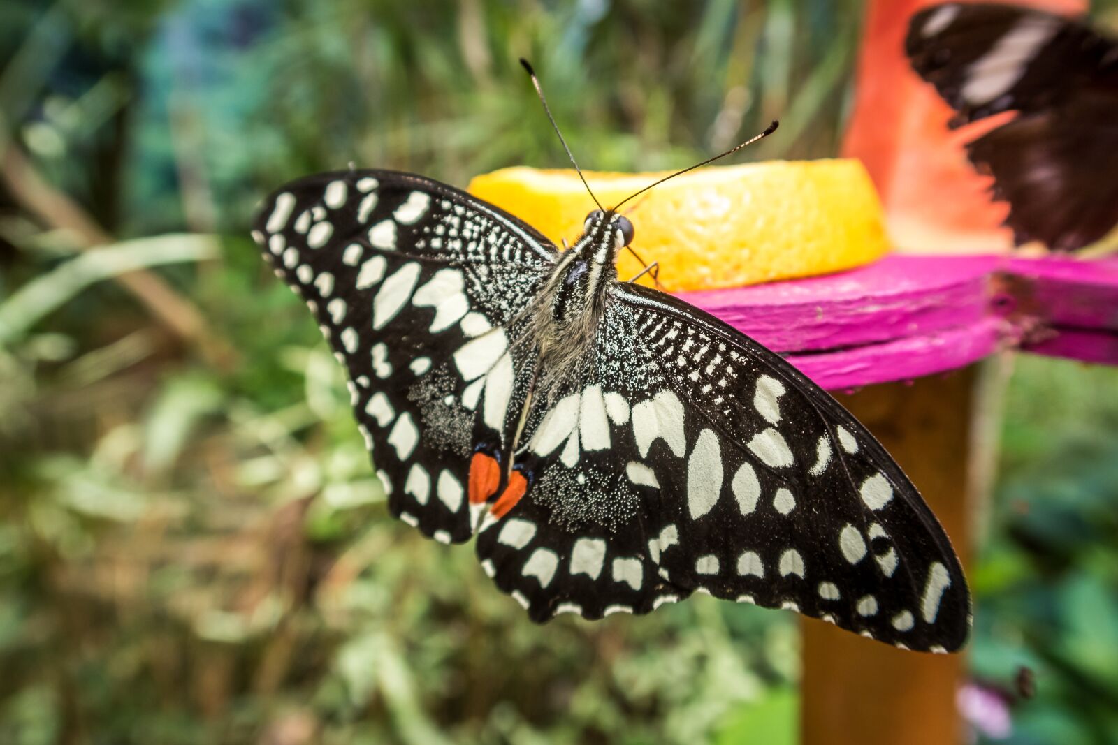 Canon PowerShot G7 X Mark II sample photo. Butterfly, flowers, garden photography