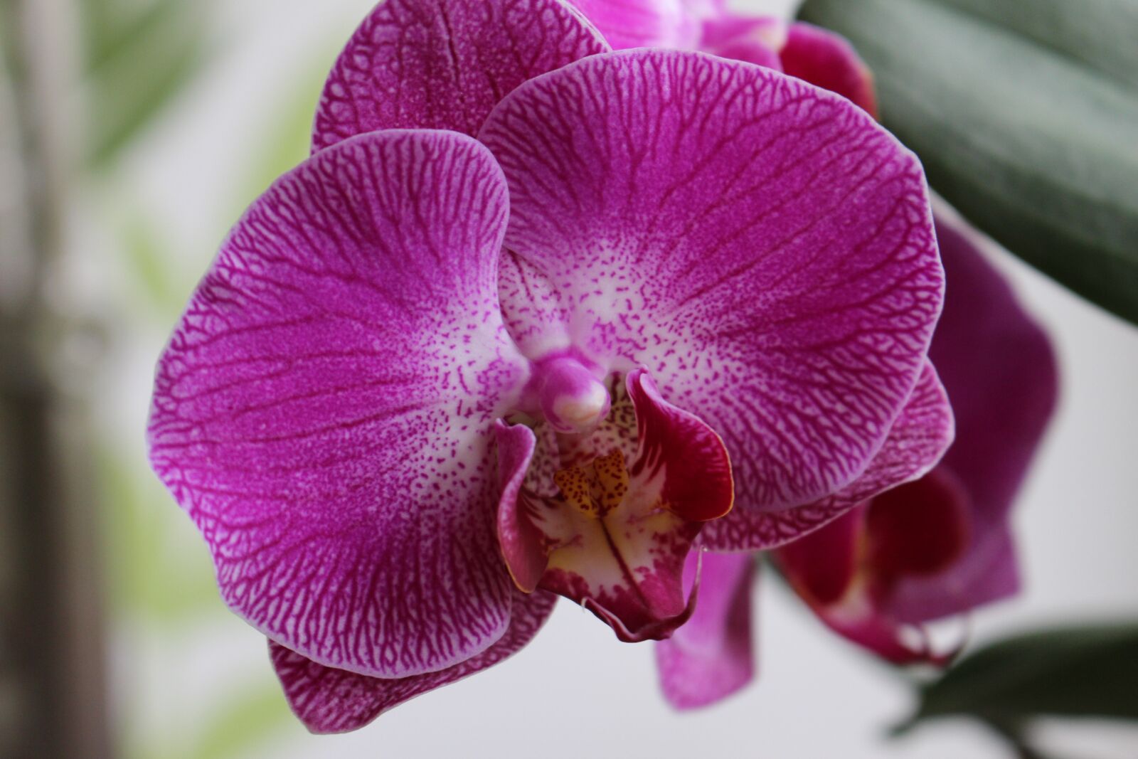Canon EOS 100D (EOS Rebel SL1 / EOS Kiss X7) sample photo. Orchidea, flower, plant photography
