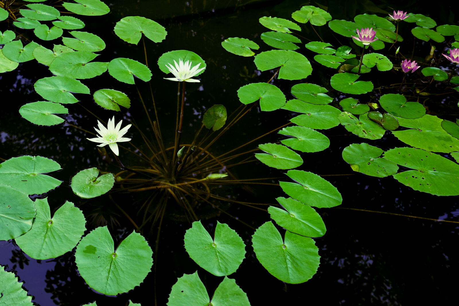 Sony a7 II + Sony Vario-Tessar T* FE 16-35mm F4 ZA OSS sample photo. Flowers, lily, nature, pond photography