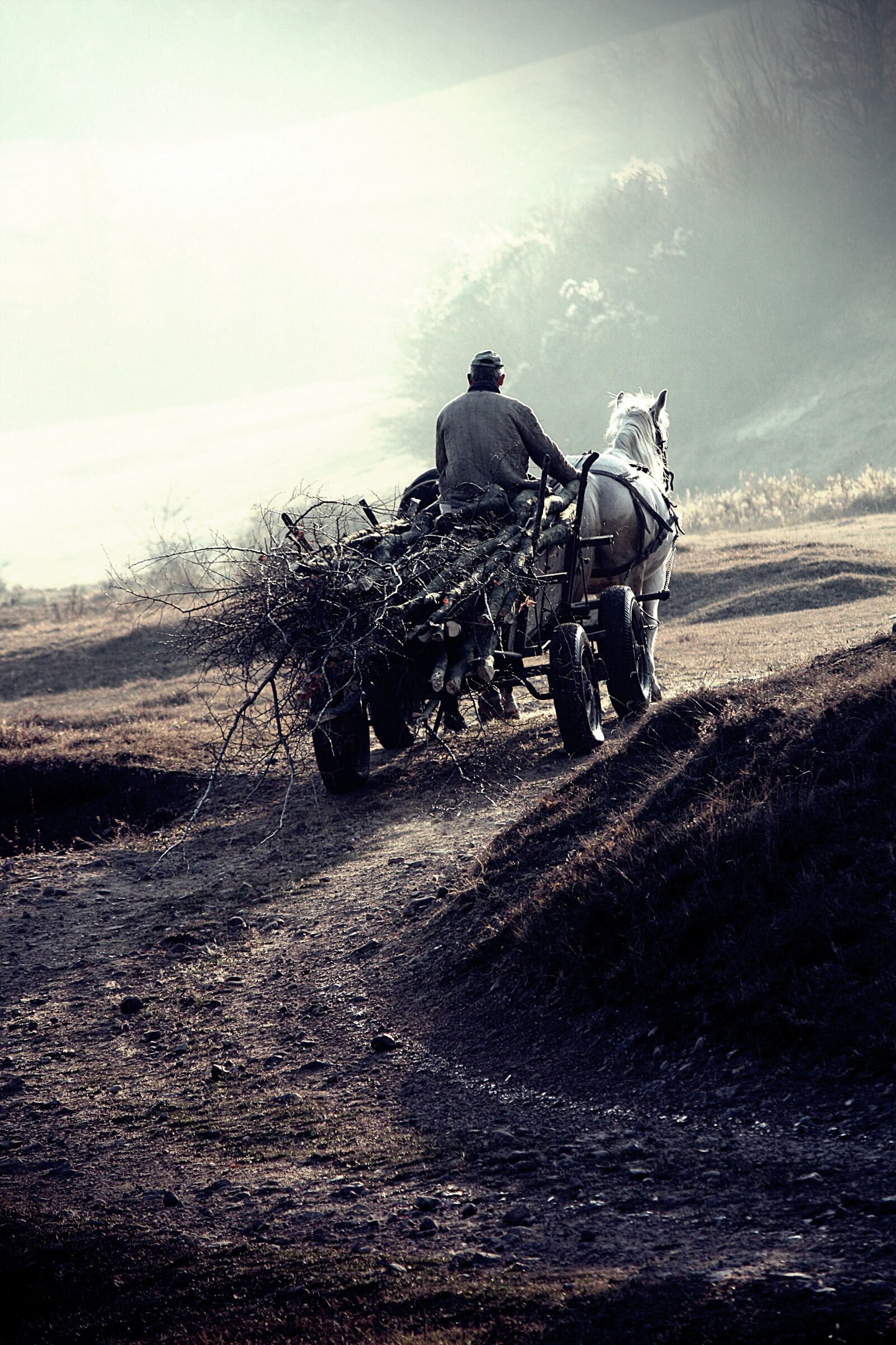 Canon EOS 450D (EOS Rebel XSi / EOS Kiss X2) sample photo. Chariot, brushwood, road photography