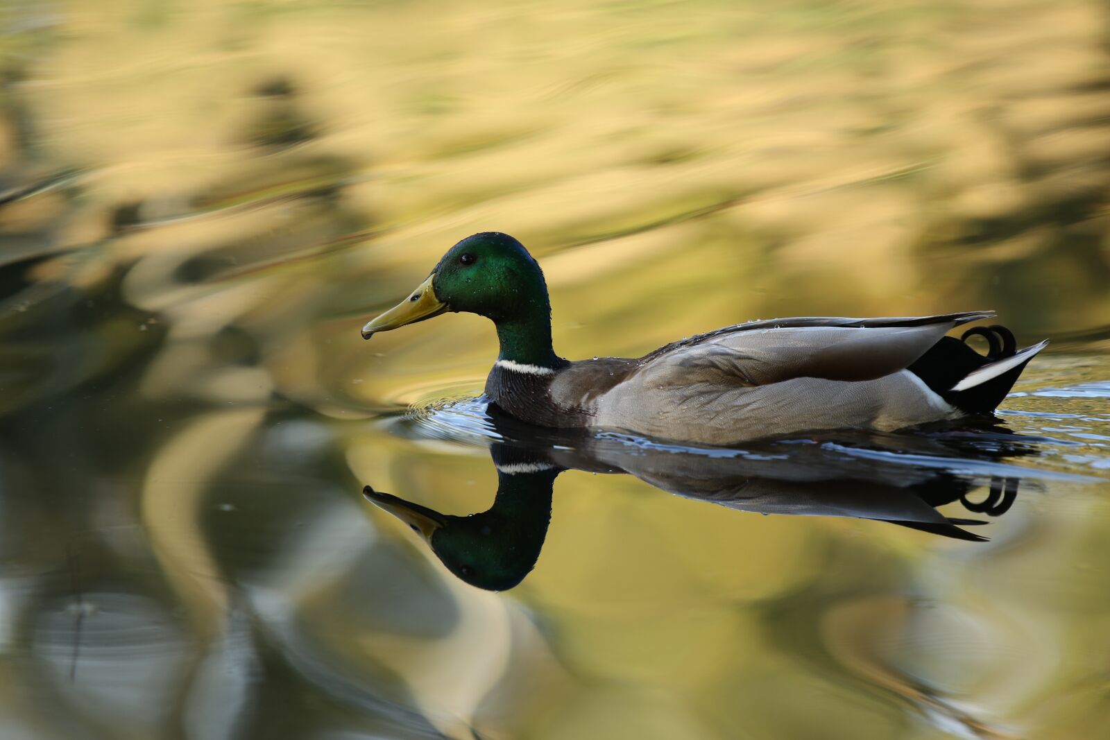 Canon EOS 7D Mark II sample photo. Mallard, duck, pond photography