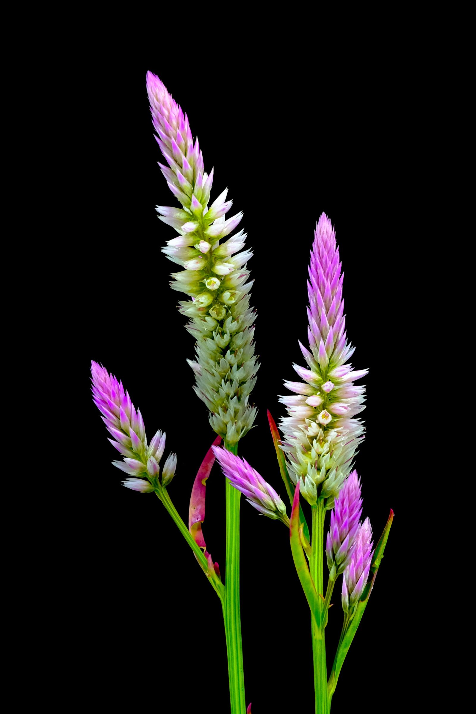 Fujifilm X-E2 sample photo. Pink, purple, plant photography
