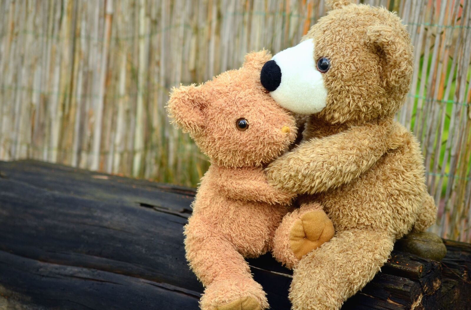 Nikon D5100 sample photo. Teddy bear, toy, surface photography