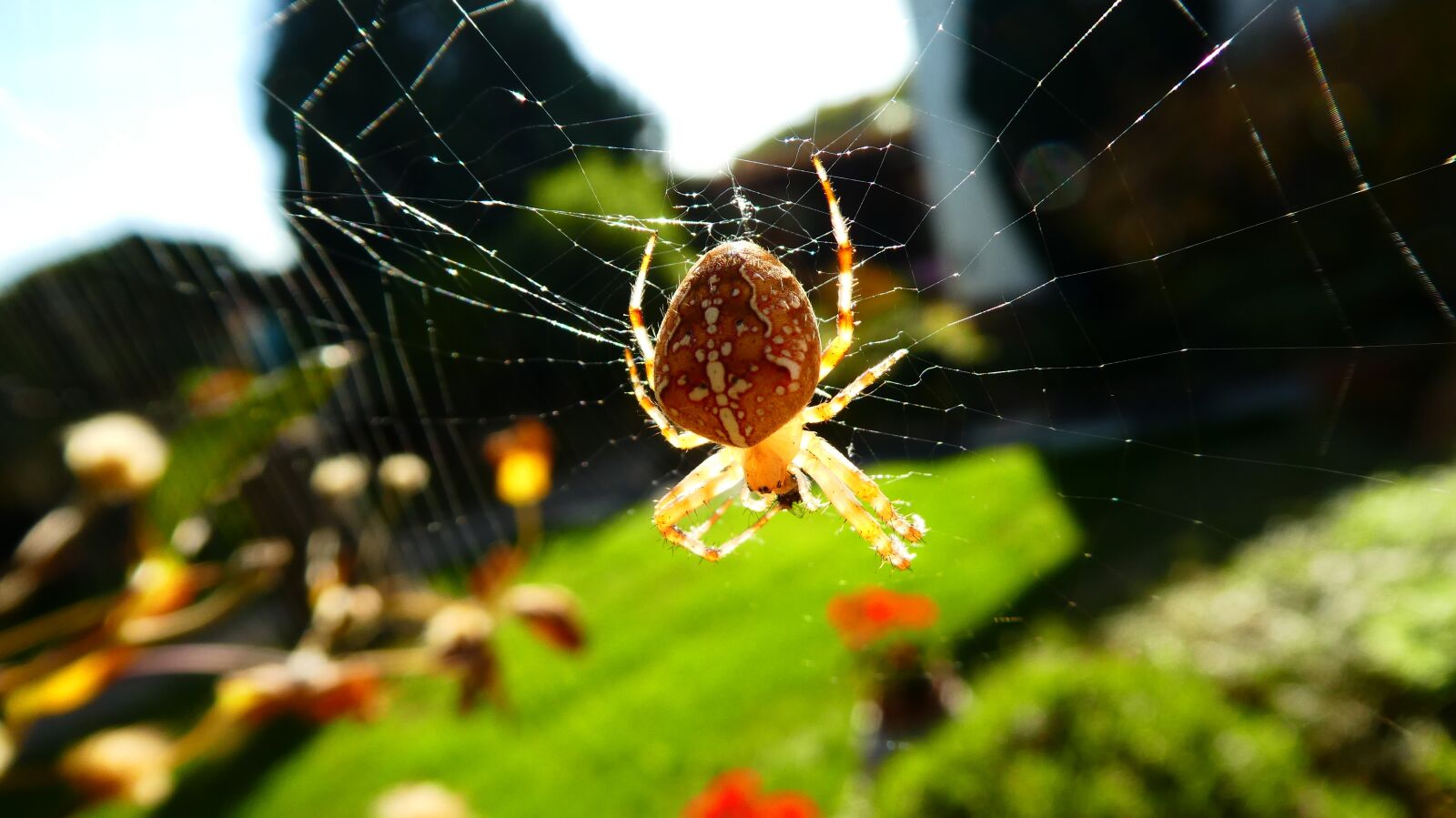 Panasonic DMC-TZ81 sample photo. Spider, nature, animal photography
