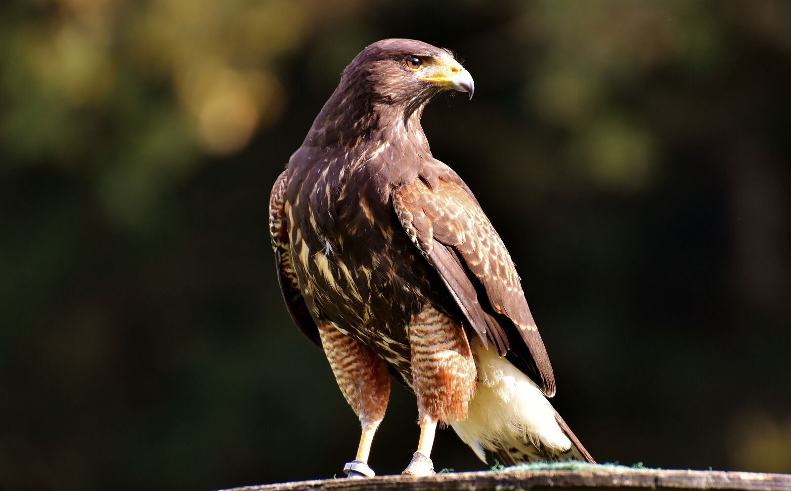 Nikon D7200 sample photo. Adler, raptor, bird of photography