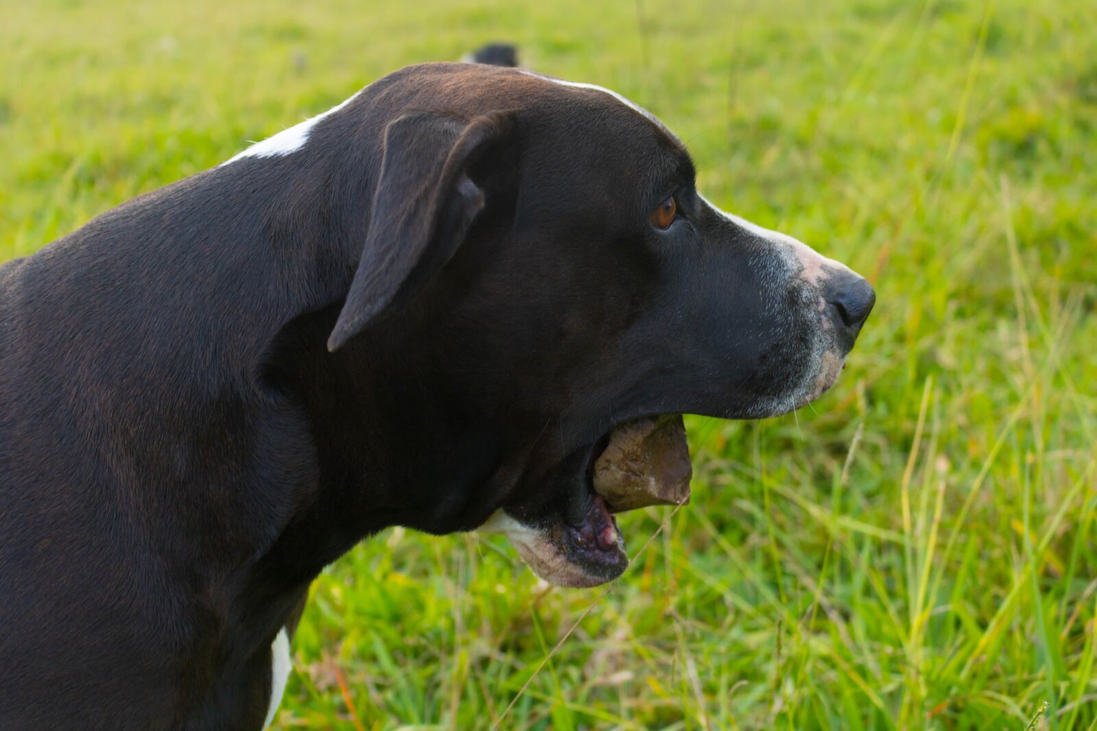 Canon EOS 750D (EOS Rebel T6i / EOS Kiss X8i) sample photo. Dog, pitbull, animals photography