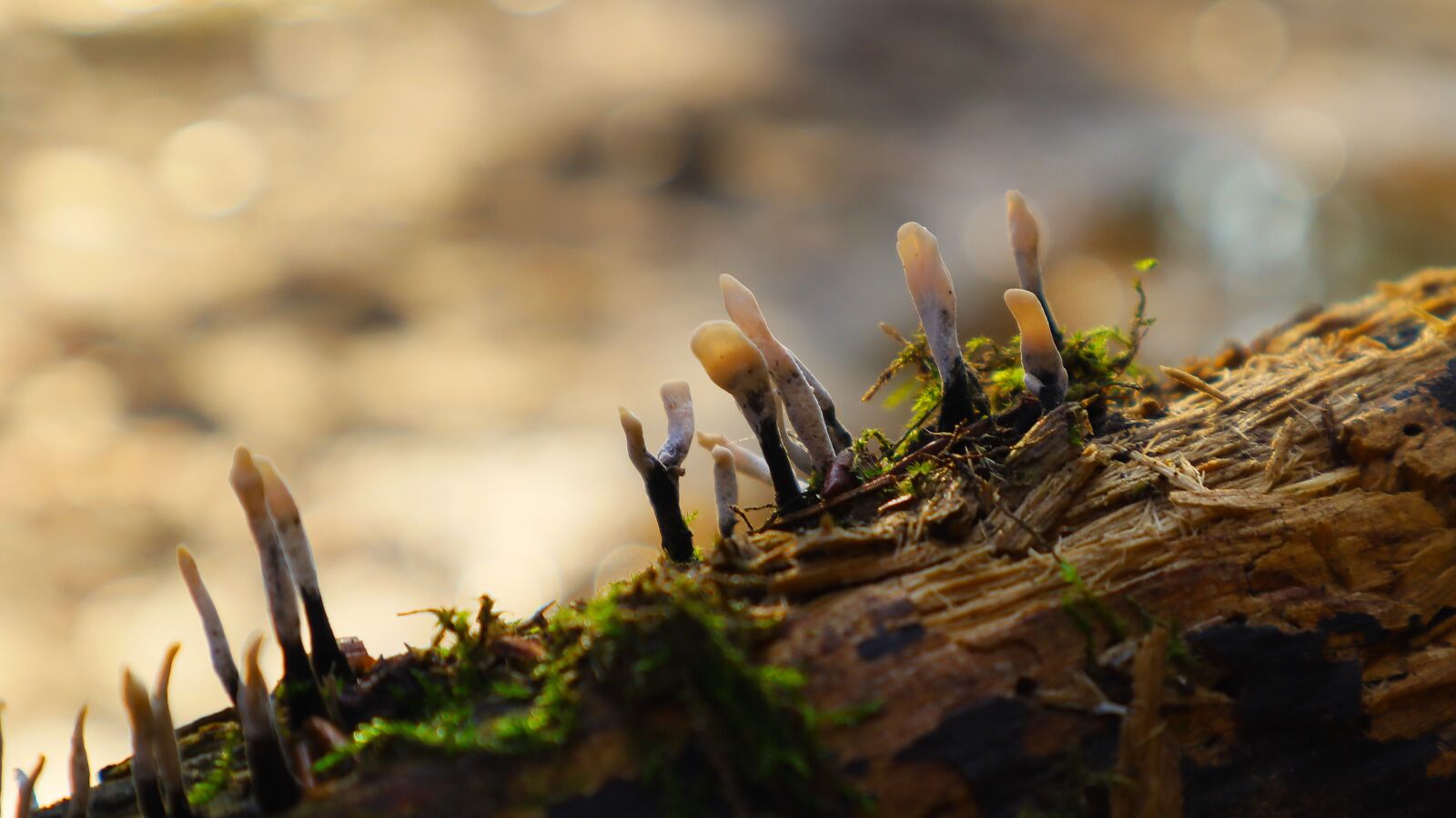 Canon EF-M 15-45mm F3.5-6.3 IS STM sample photo. Coral fungus, close up photography