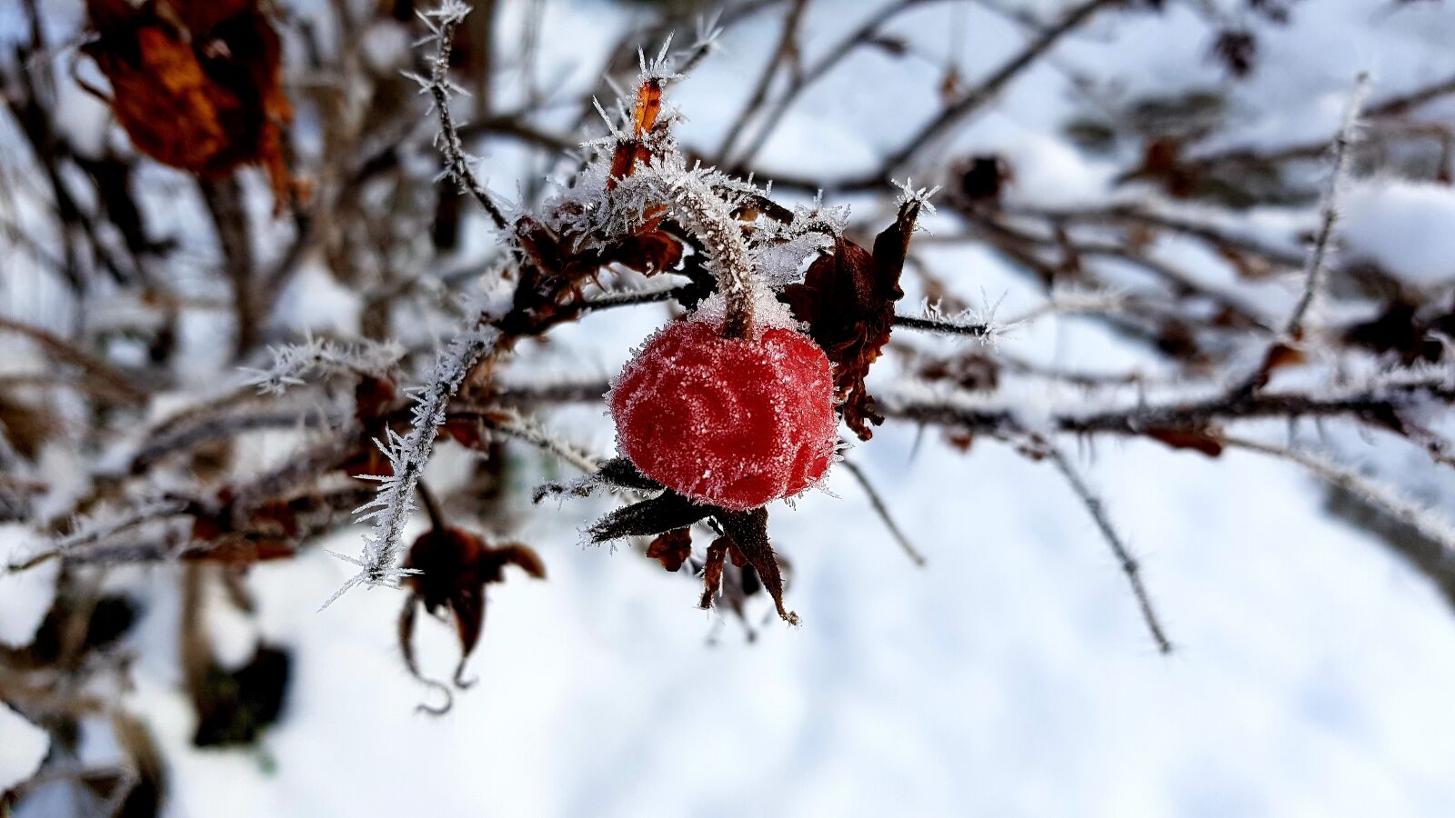 Samsung Galaxy S7 Edge sample photo. Winter, hoarfrost, frost photography