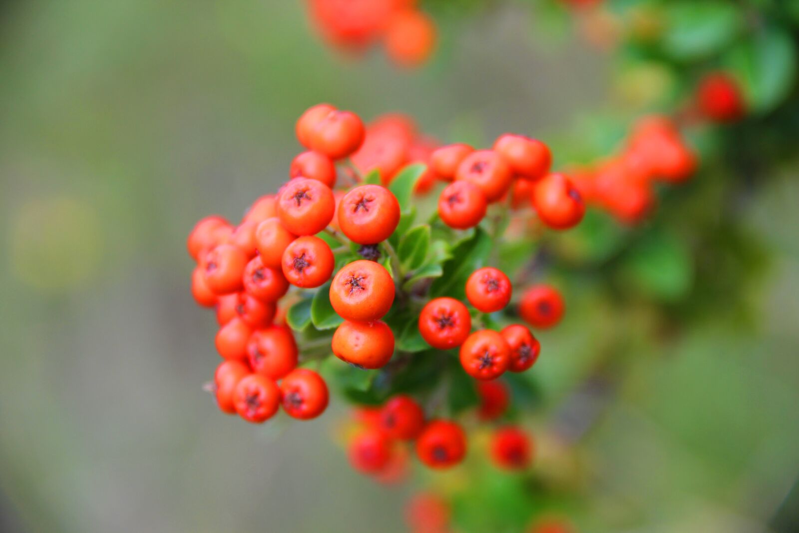 Canon EOS 60D sample photo. Nature, and, its photography