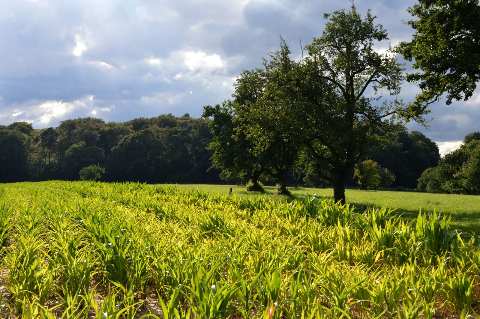 Nikon D3200 sample photo. Corn fields, reported, monoculture photography