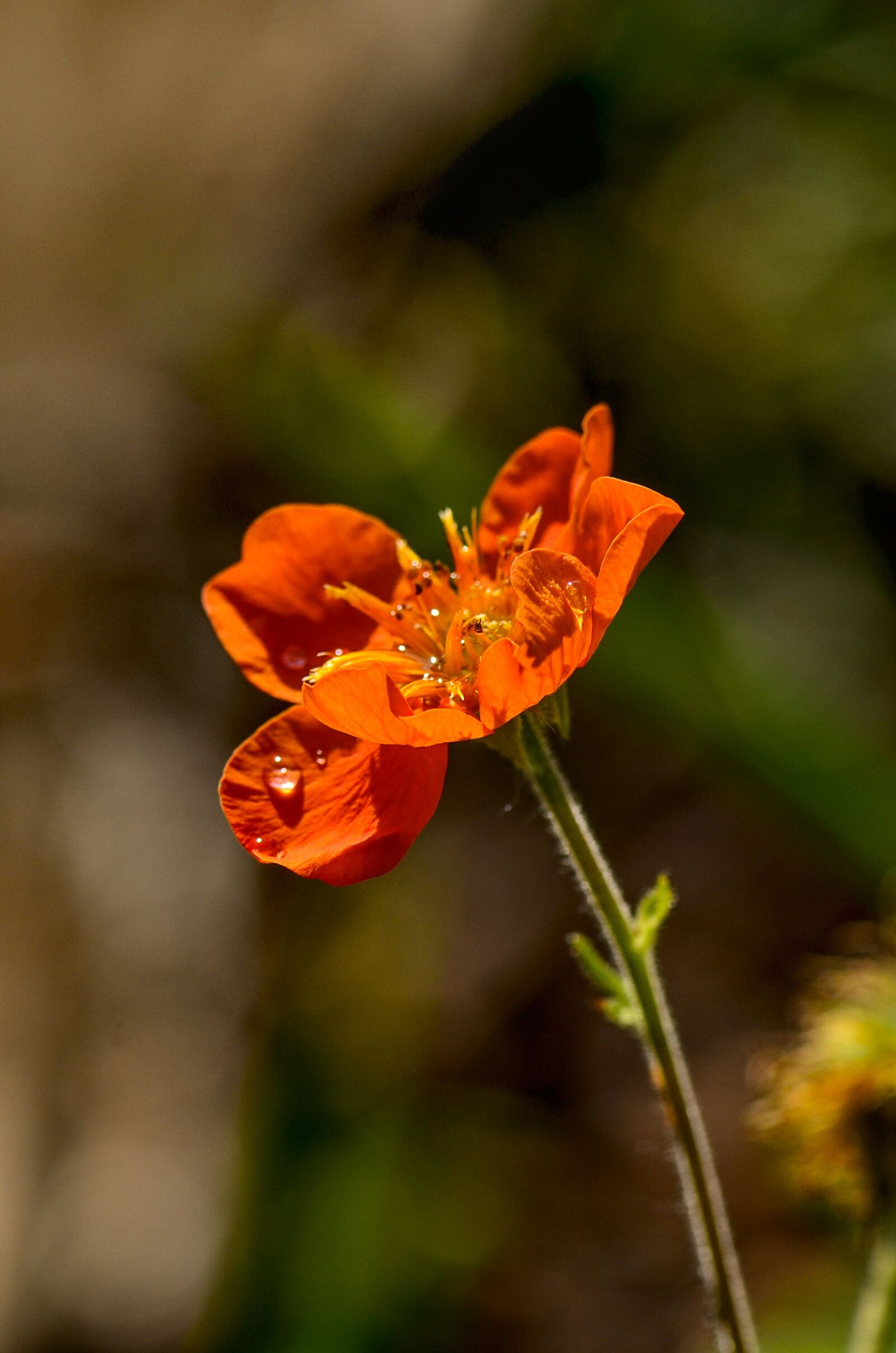 Nikon D5100 sample photo. Avens, raindrop, nature photography