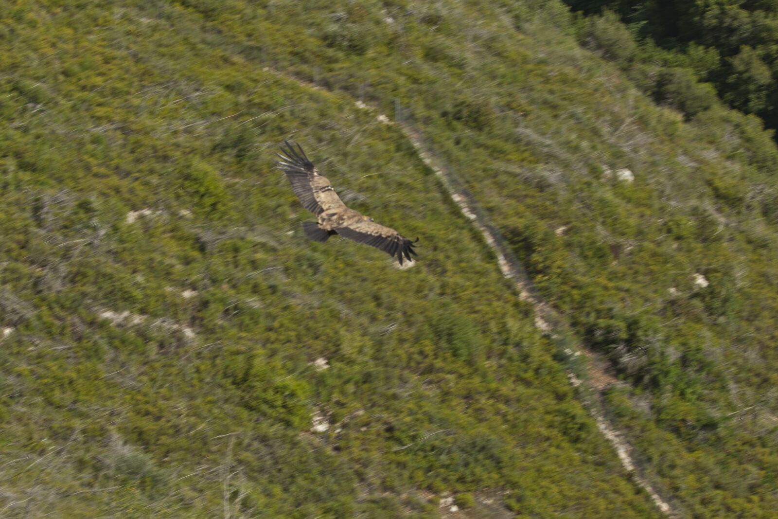 Canon EOS 5D Mark II sample photo. Wings, fly, israel photography