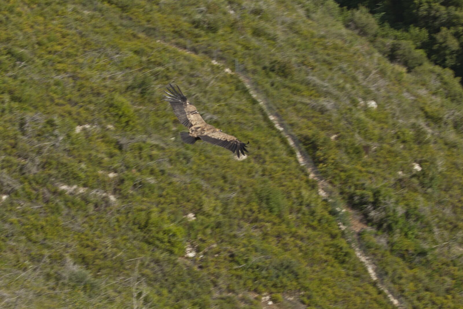 Canon EF 70-200mm F2.8L USM sample photo. Wings, fly, israel photography