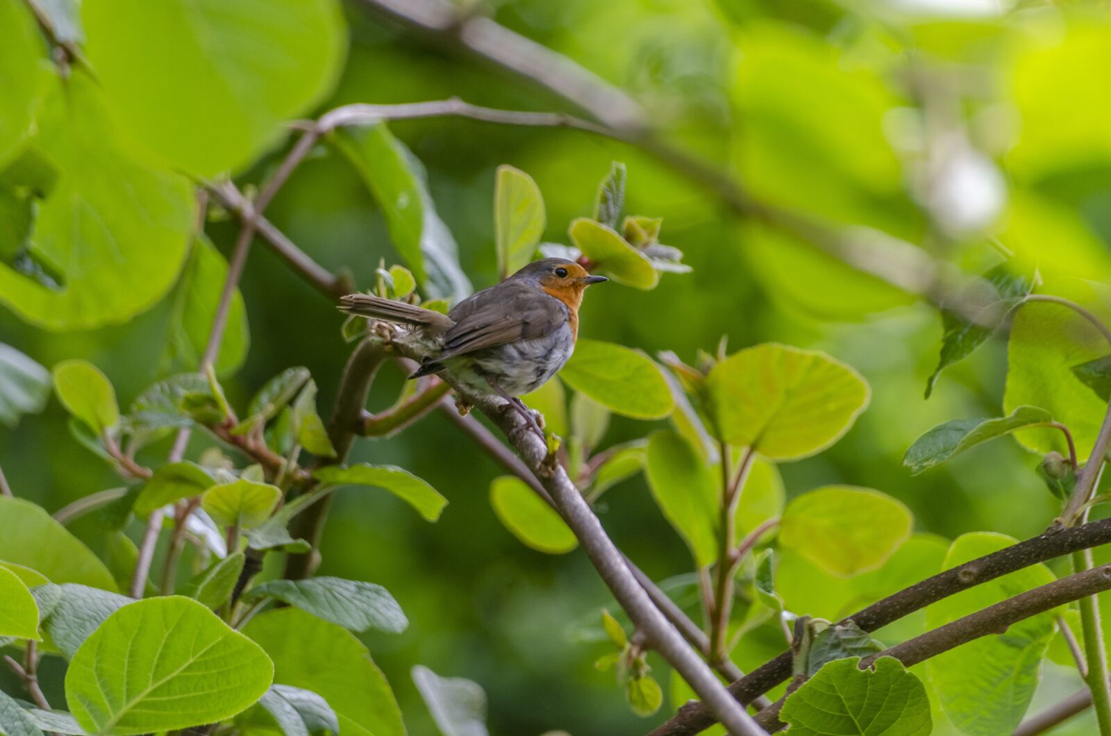 Nikon D7000 sample photo. Bird, robin, nature photography