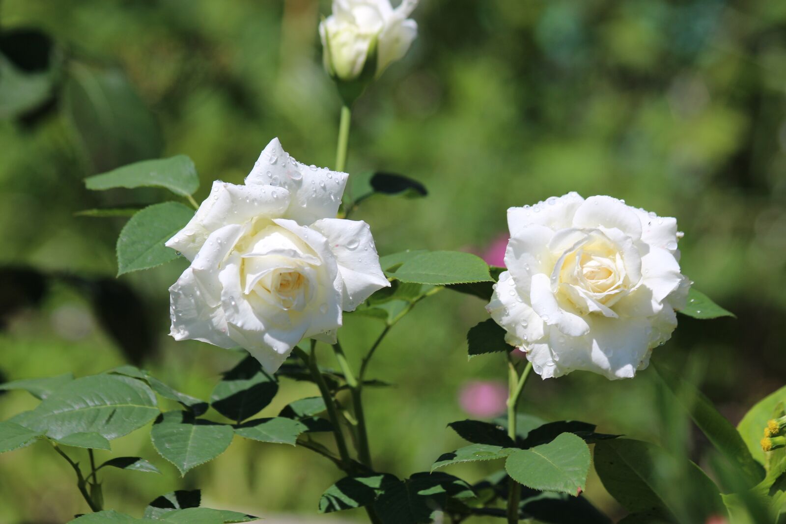 Canon EOS 650D (EOS Rebel T4i / EOS Kiss X6i) sample photo. Roses, flowers, white rose photography