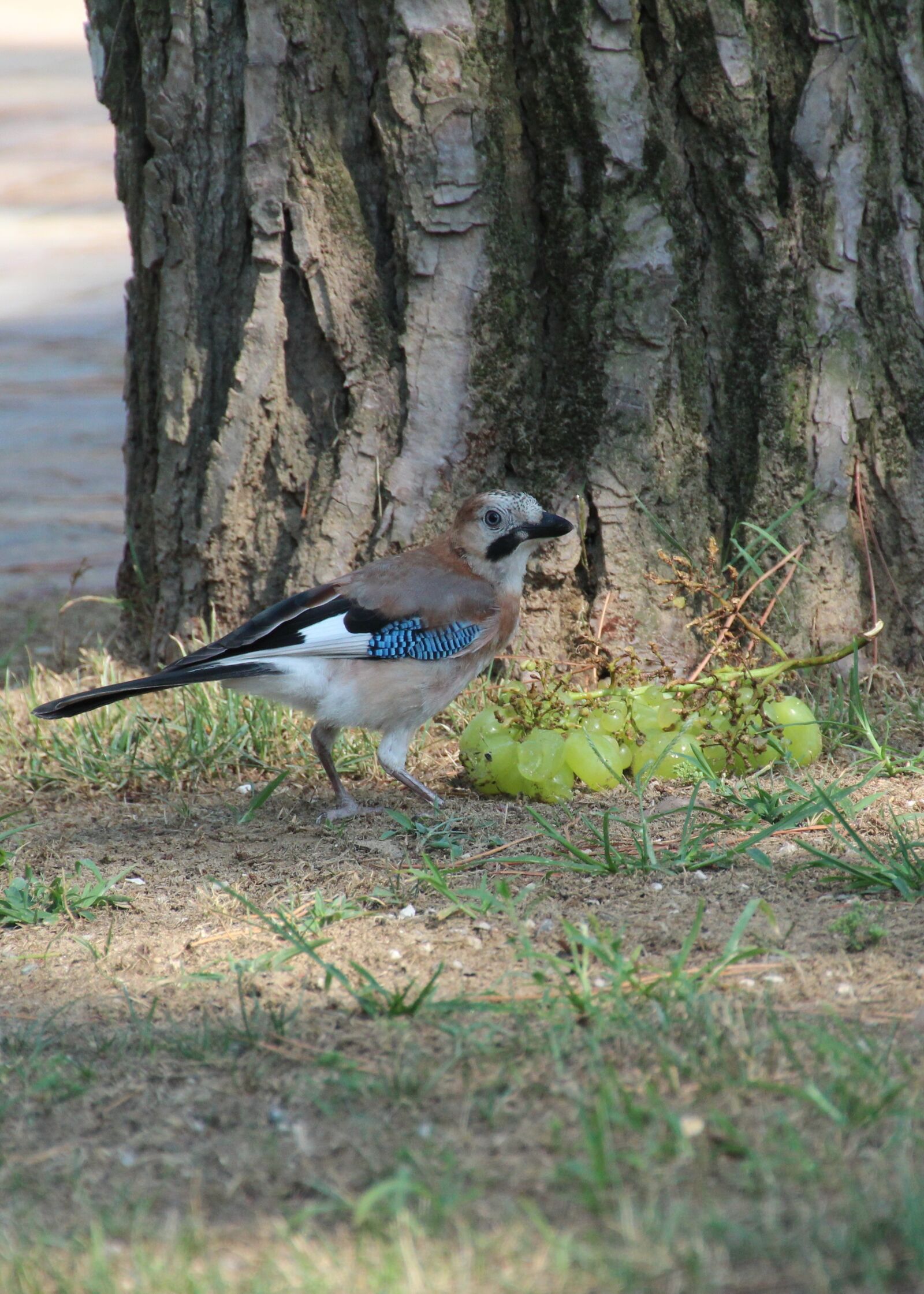 Canon EOS 600D (Rebel EOS T3i / EOS Kiss X5) sample photo. Jay, bird, blue photography