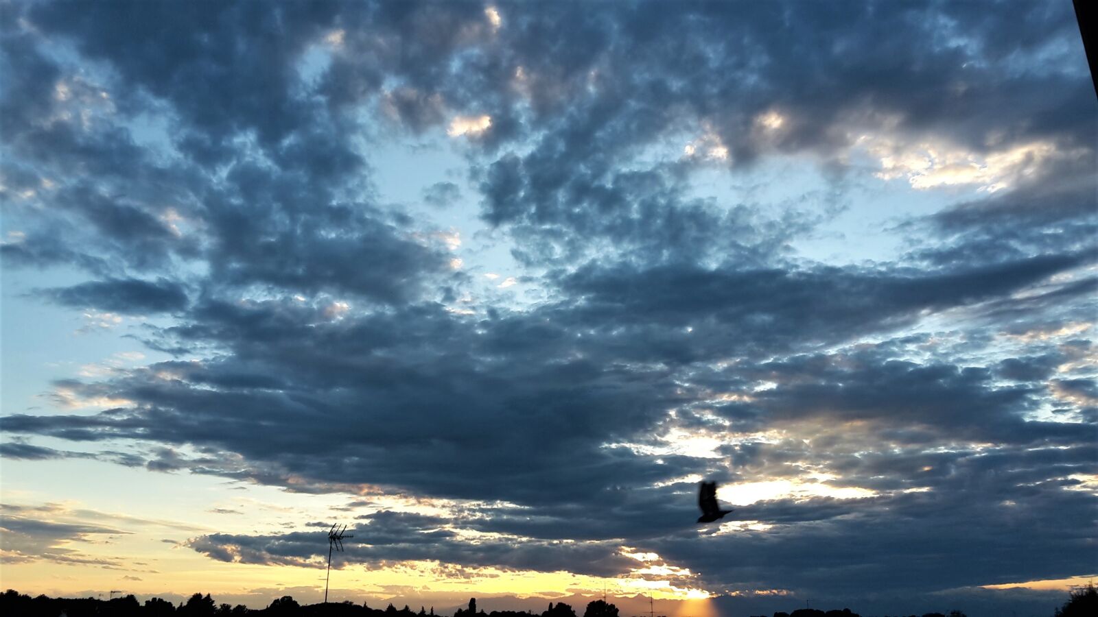 Samsung Galaxy S5 Mini sample photo. Sunset, bird, sky photography
