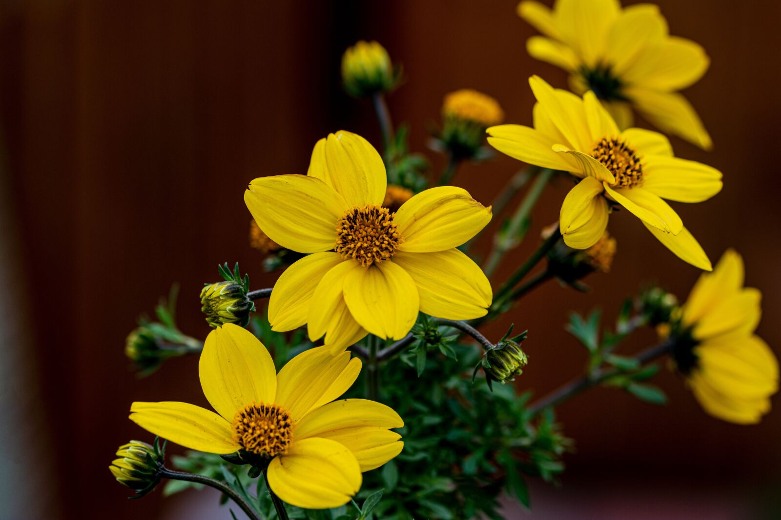 Nikon D7100 sample photo. Letni ka, flower, in photography