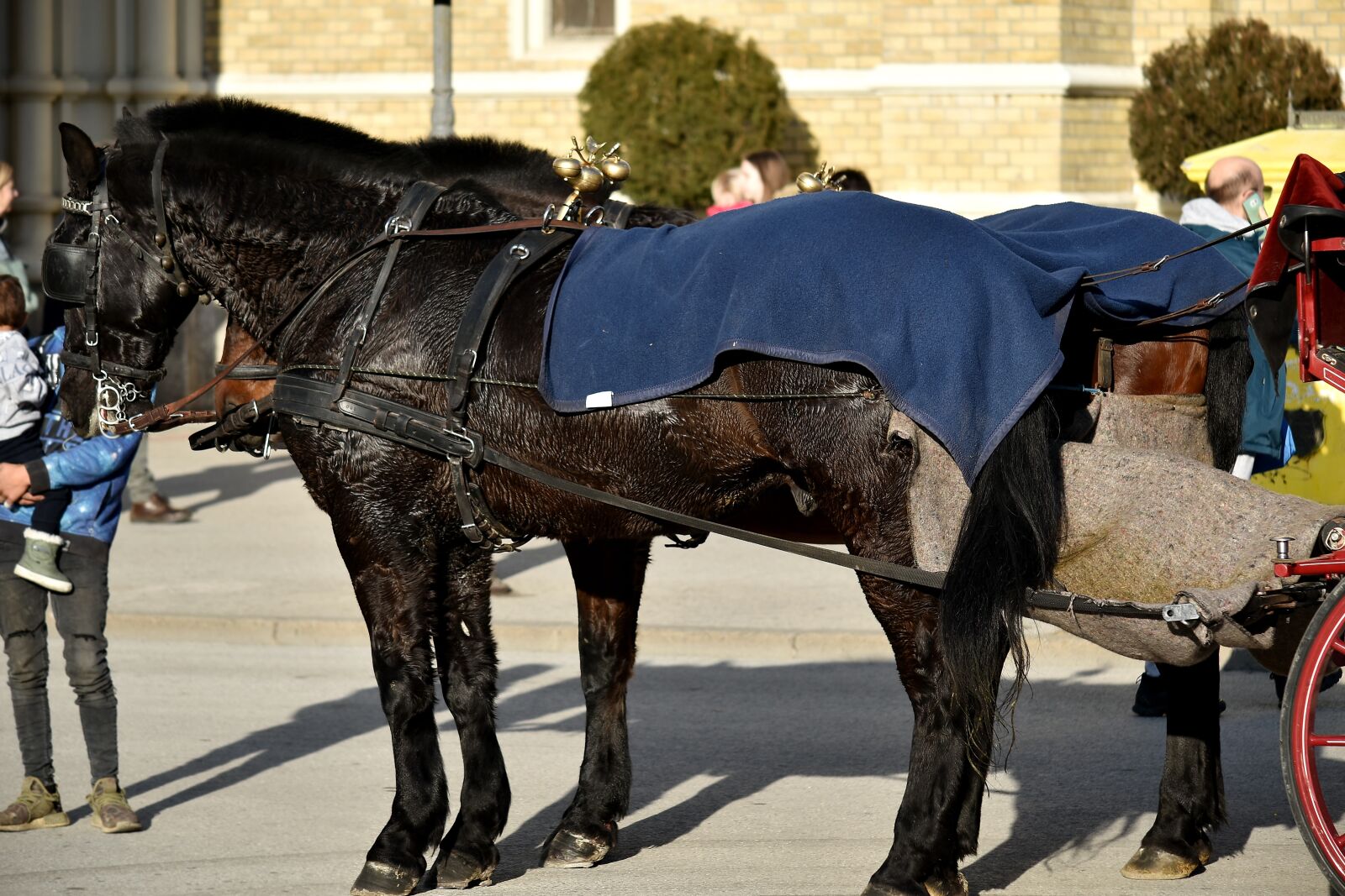 Nikon D5500 sample photo. Carriage, horses, tourism, tourist photography