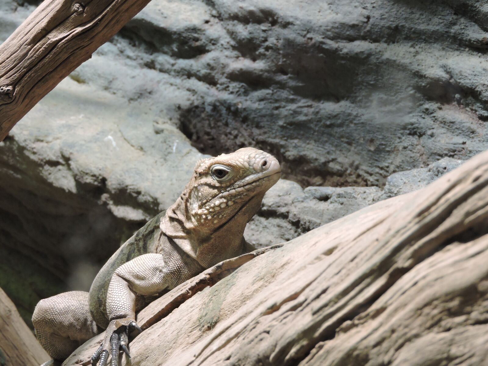Nikon Coolpix P600 sample photo. Iguana, lizard, reptile photography