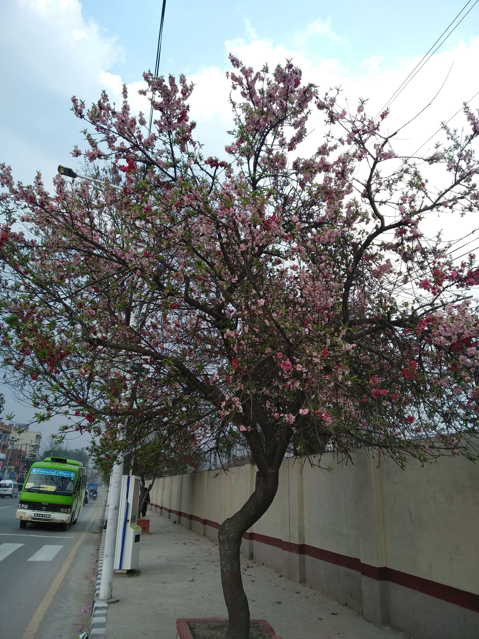 Xiaomi Redmi 5 Plus sample photo. Tree, street, autumn photography