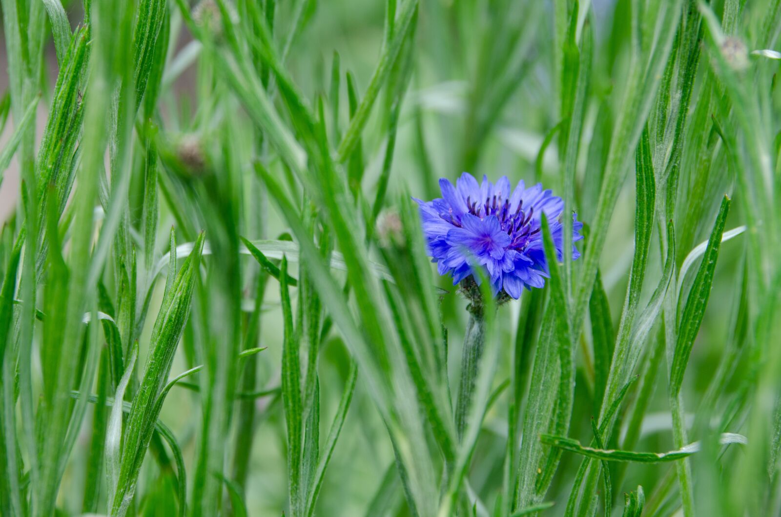 Nikon D7000 sample photo. Cornflower, blossom, bloom photography