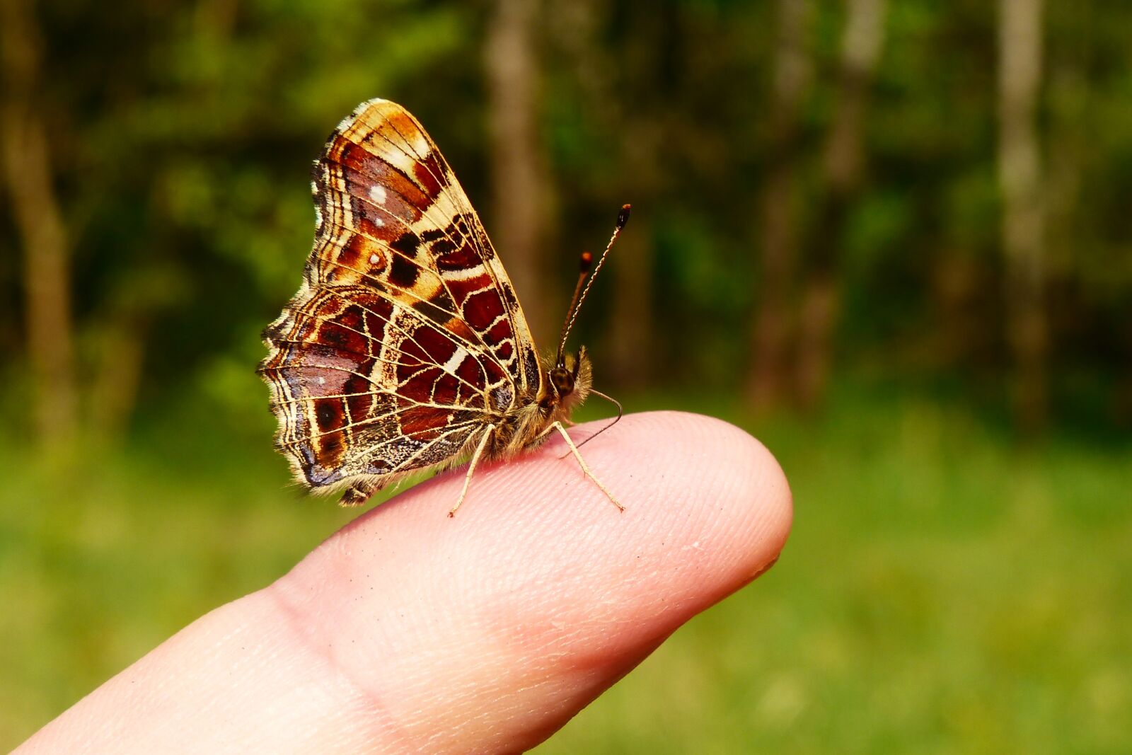 Panasonic Lumix DMC-FZ200 sample photo. Nature, insect, at the photography