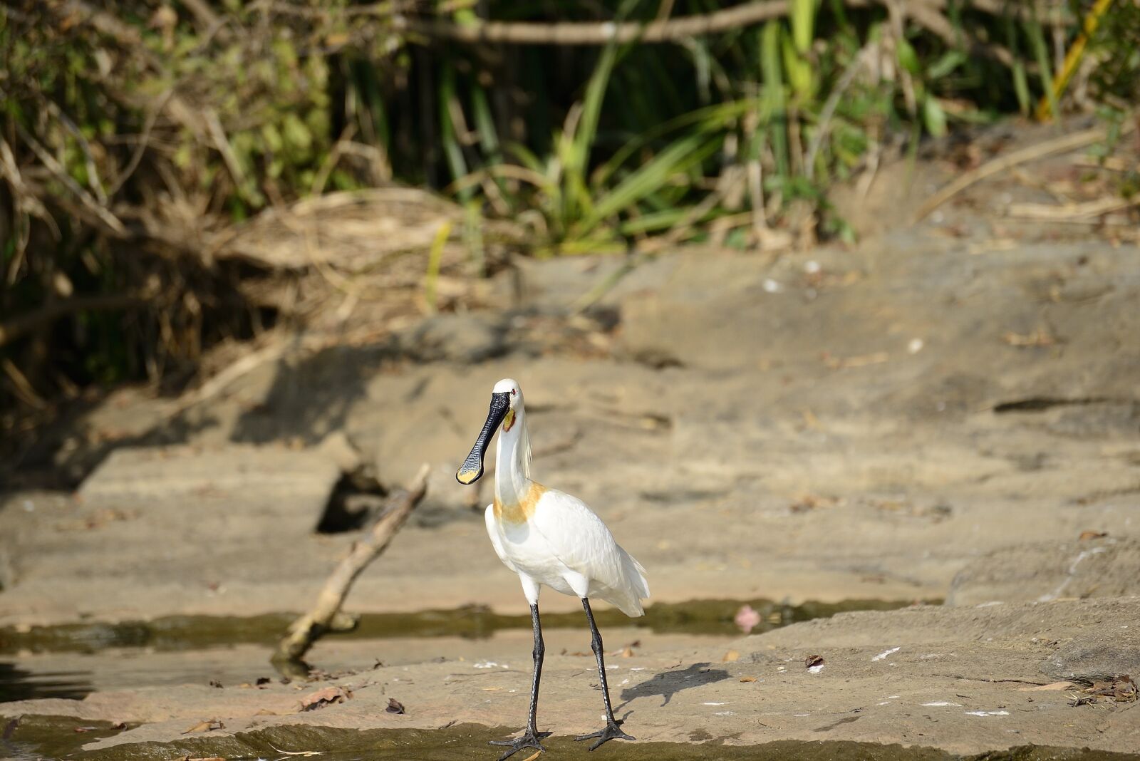 Nikon D800 sample photo. Bird, hornbill, fishing photography