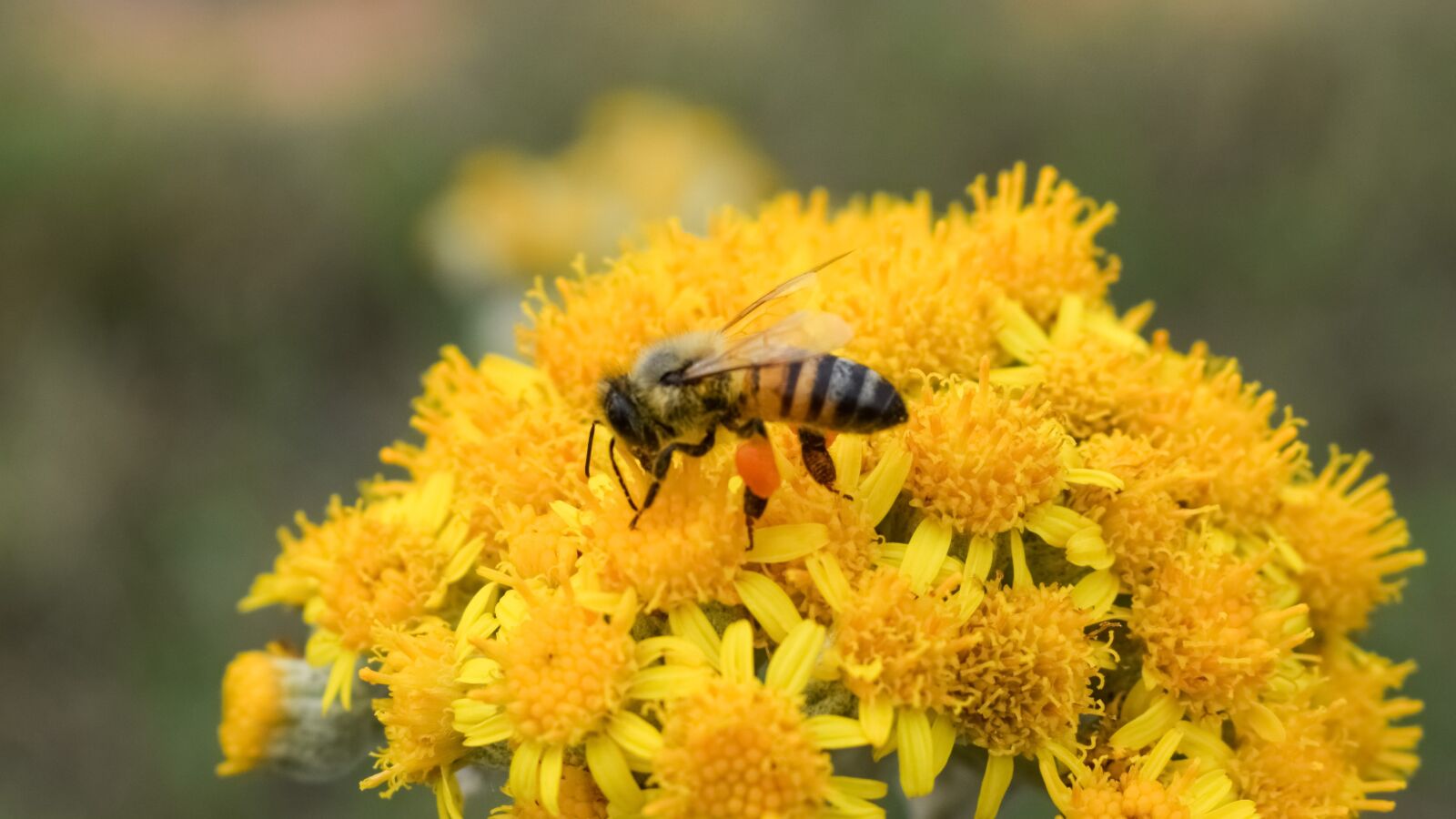 Nikon D3300 sample photo. Fertilization, bee, flower photography