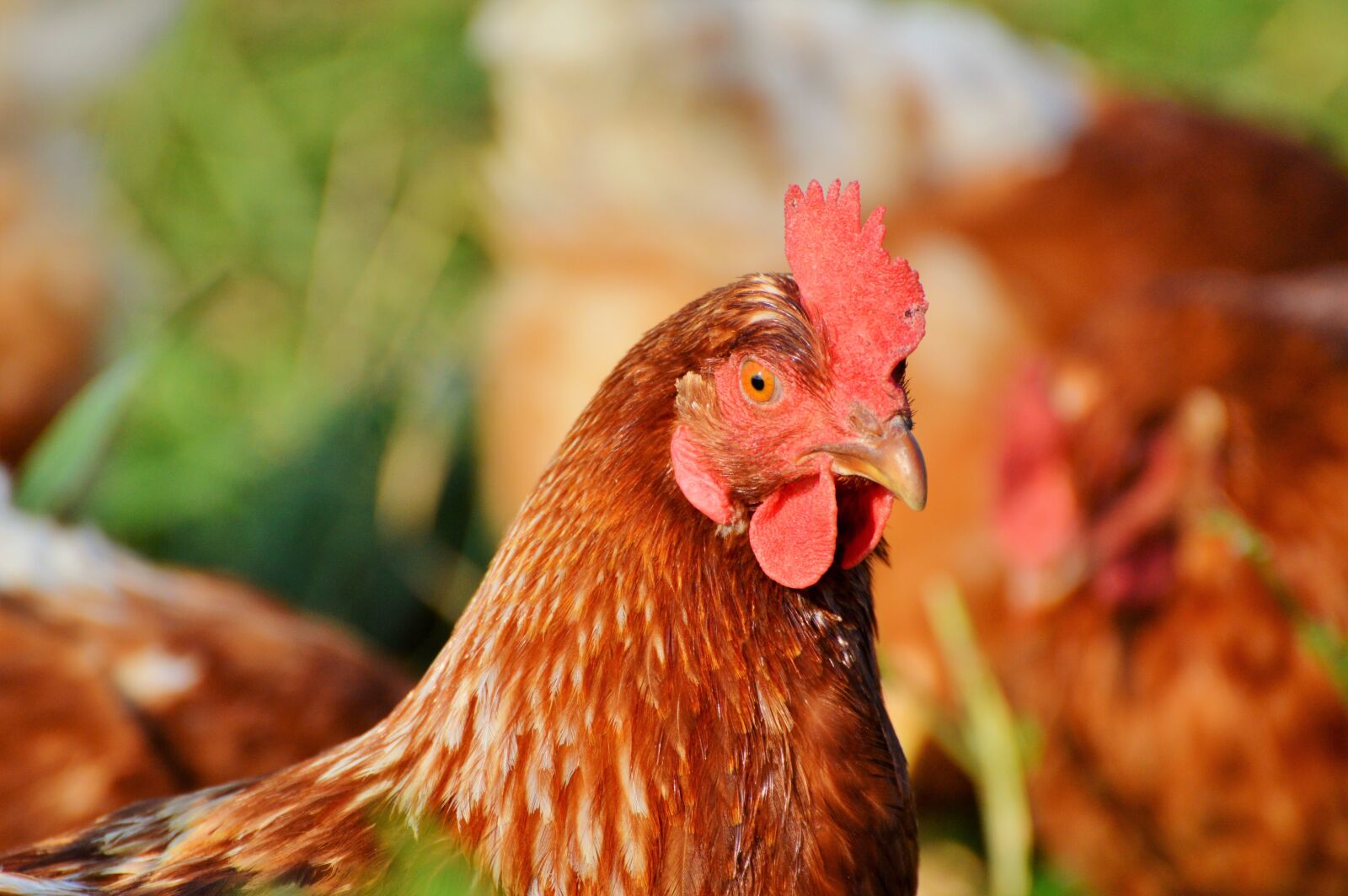 Nikon D3200 sample photo. Chicken, hen, poultry photography