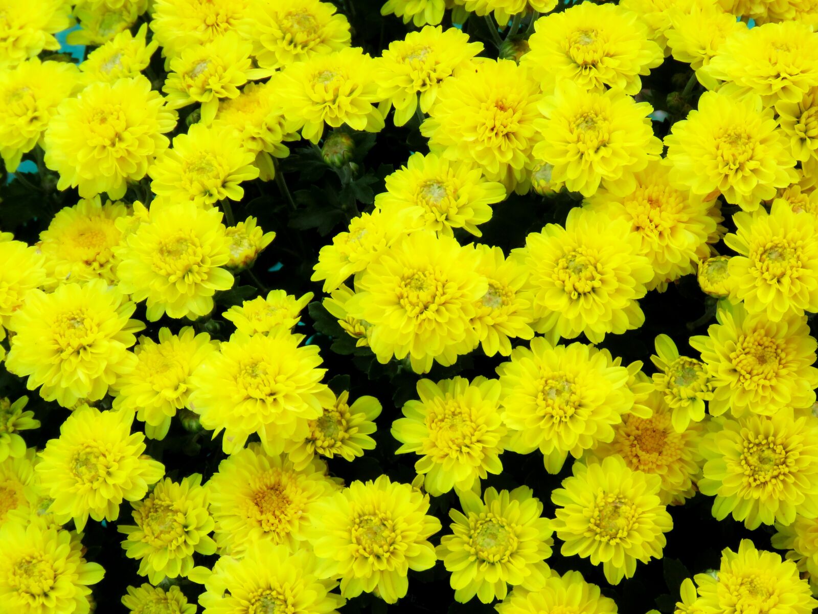Canon PowerShot SX60 HS sample photo. Flowers, yellow flowers, chamanti photography
