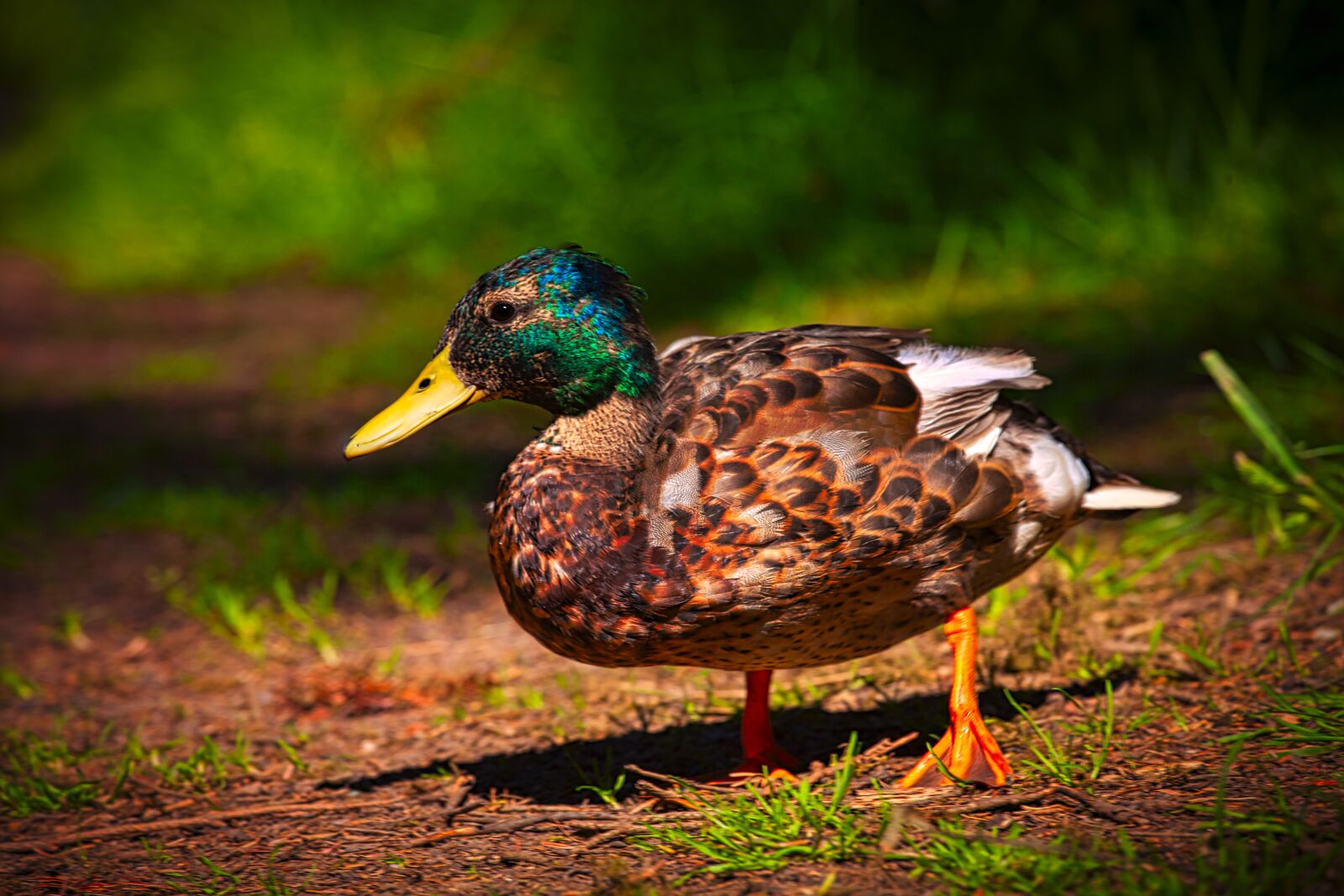 Canon EOS 5D Mark II + Canon EF 70-200mm F4L IS USM sample photo. Duck, bird, nature photography