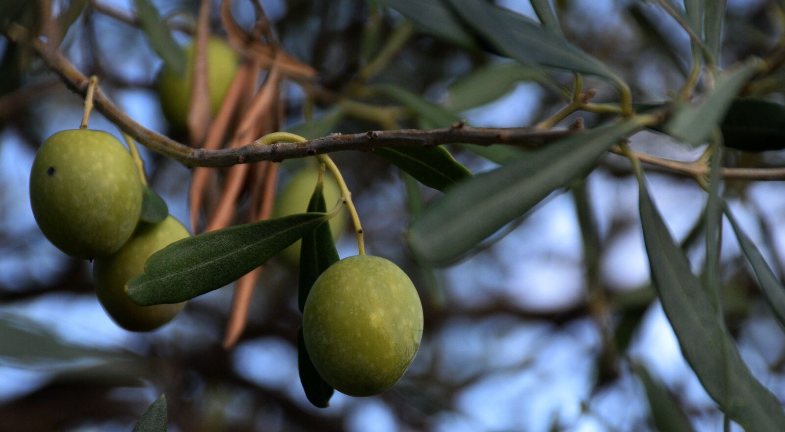 Nikon D5300 sample photo. Olive tree, walls, dry photography