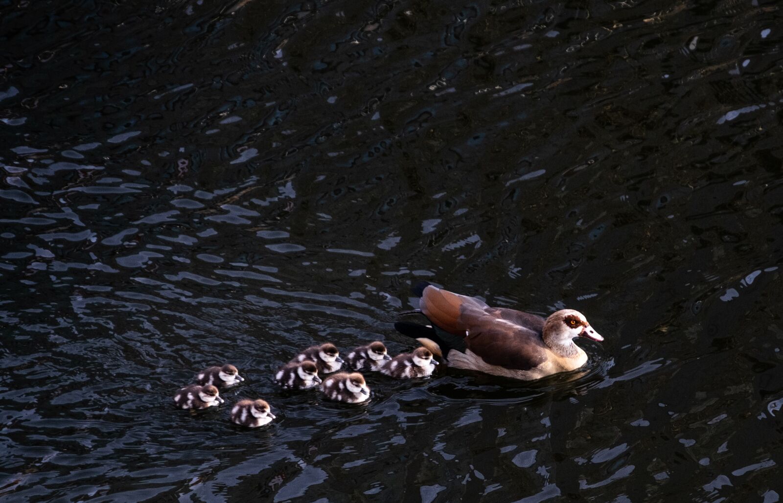 Fujifilm X-T1 sample photo. Duck, ducklings, nature photography