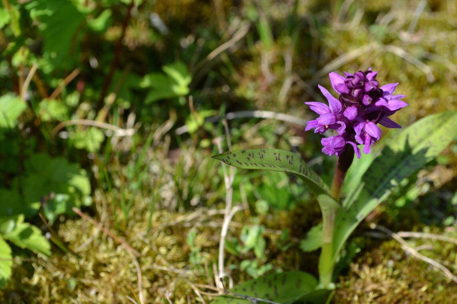 Nikon D3100 sample photo. Flower, garden, purple photography
