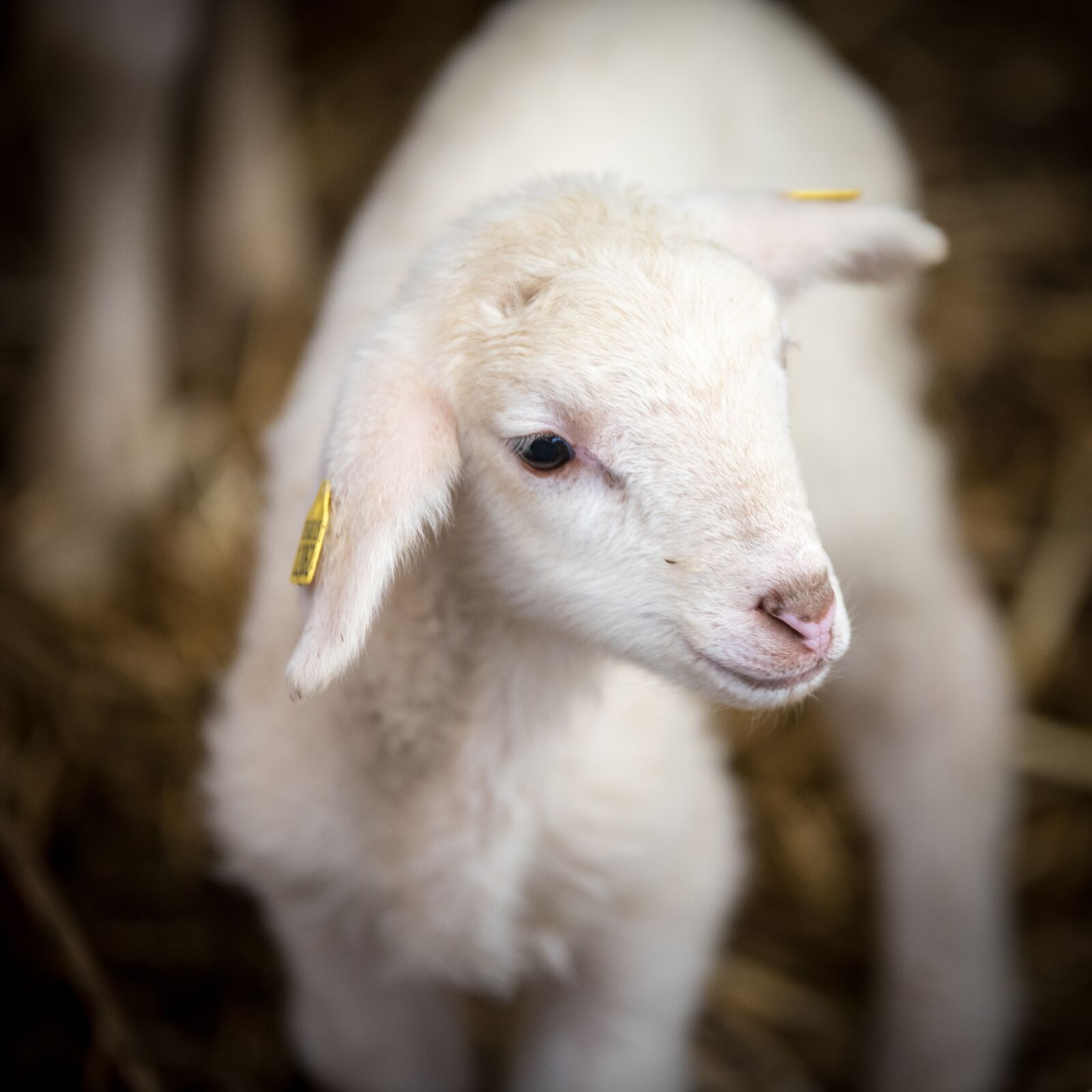 Nikon D750 sample photo. Sheep, sheep breeding, lamb photography