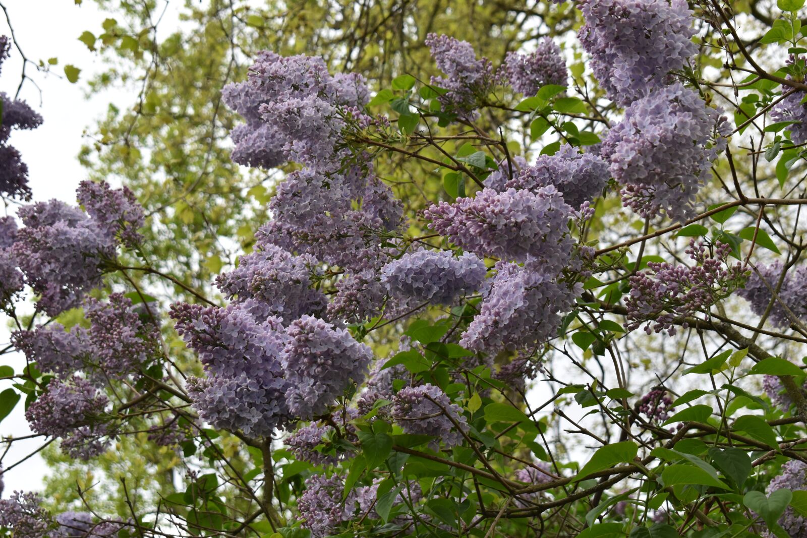 Nikon D5600 sample photo. Flowers, tree, park photography